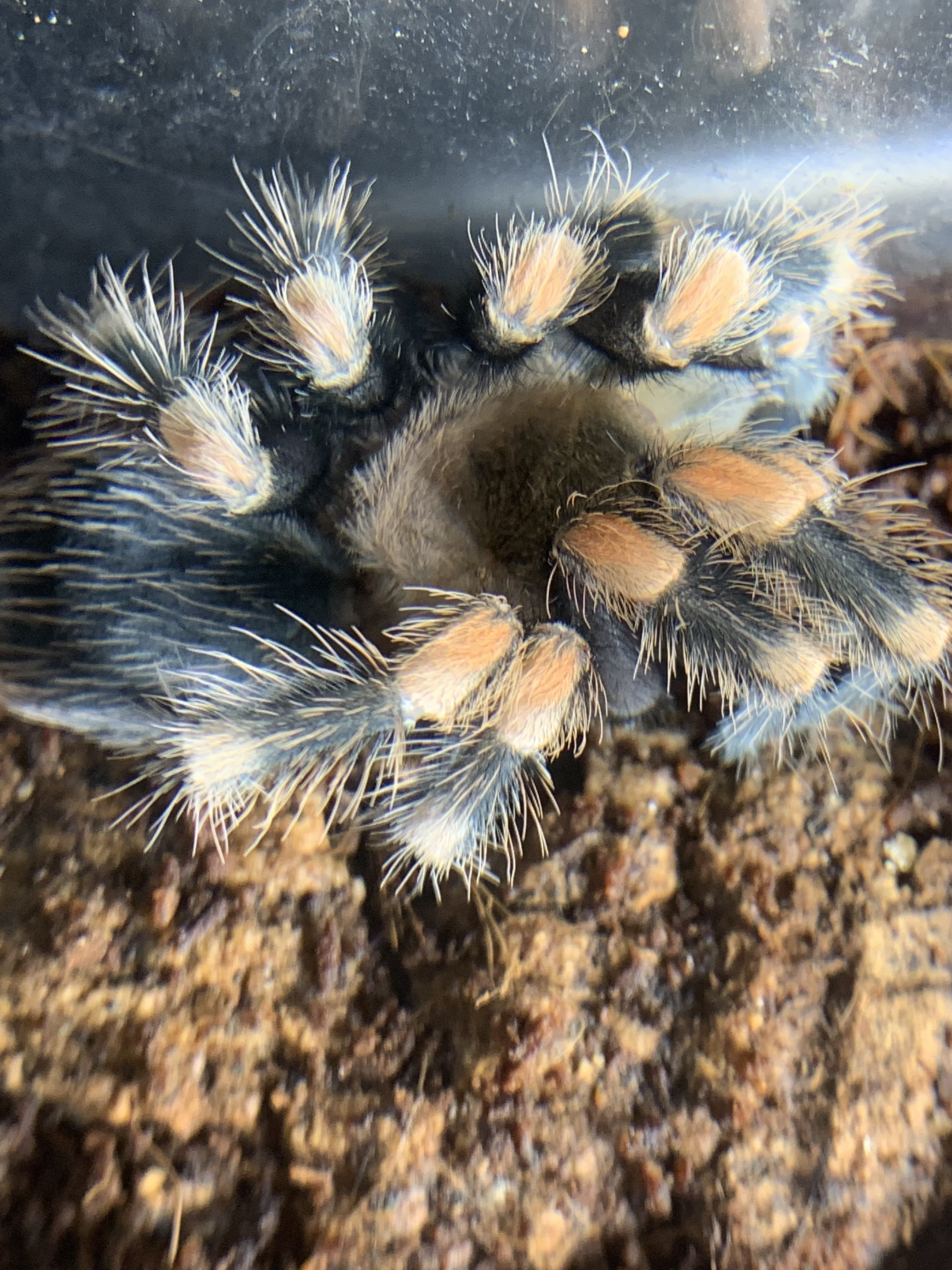 Brachypelma hamorii