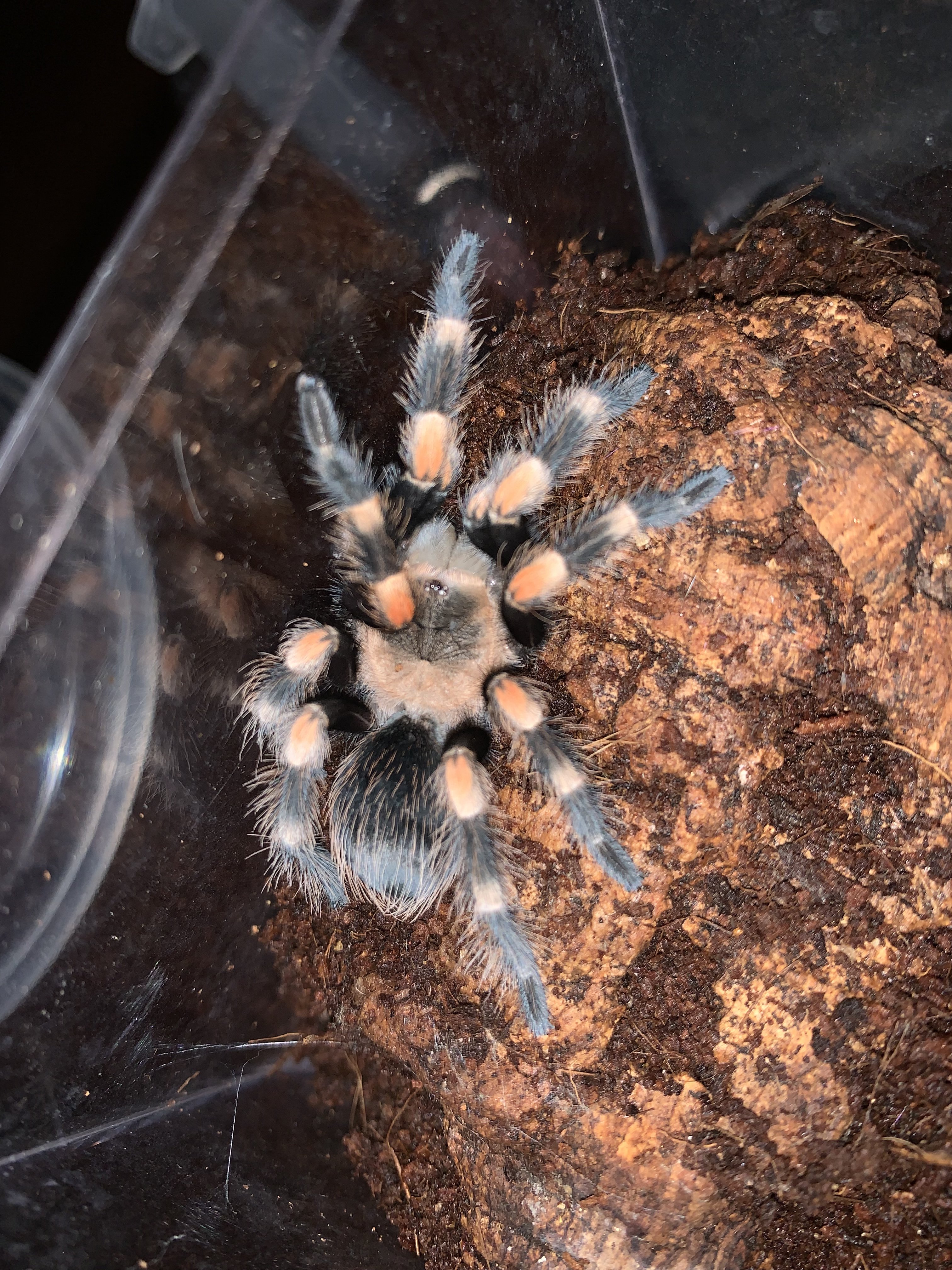 Brachypelma hamorii