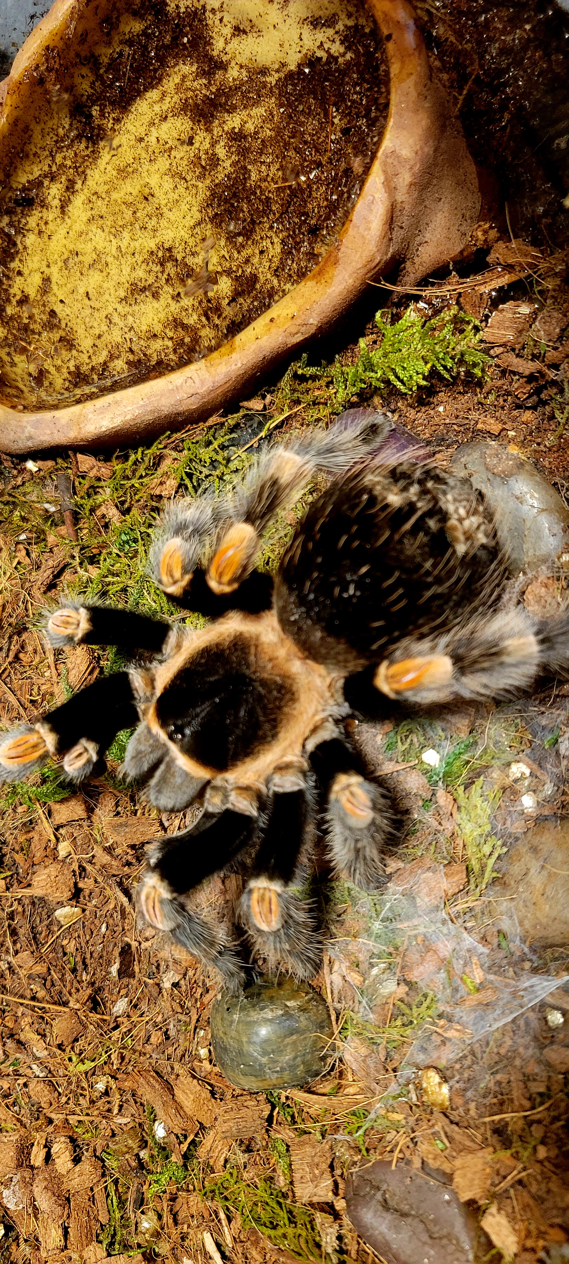 Brachypelma hamorii