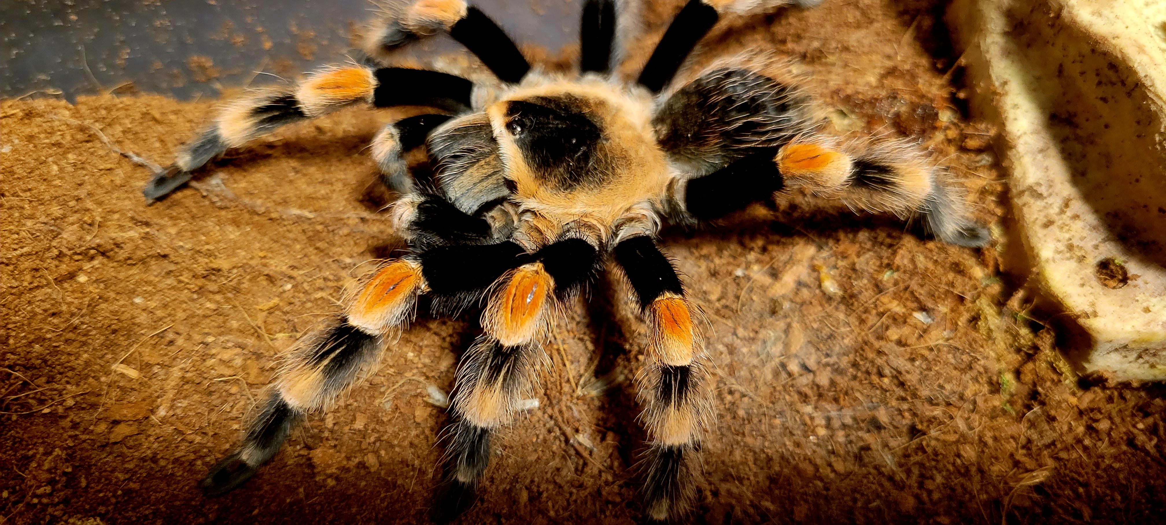 Brachypelma hamorii