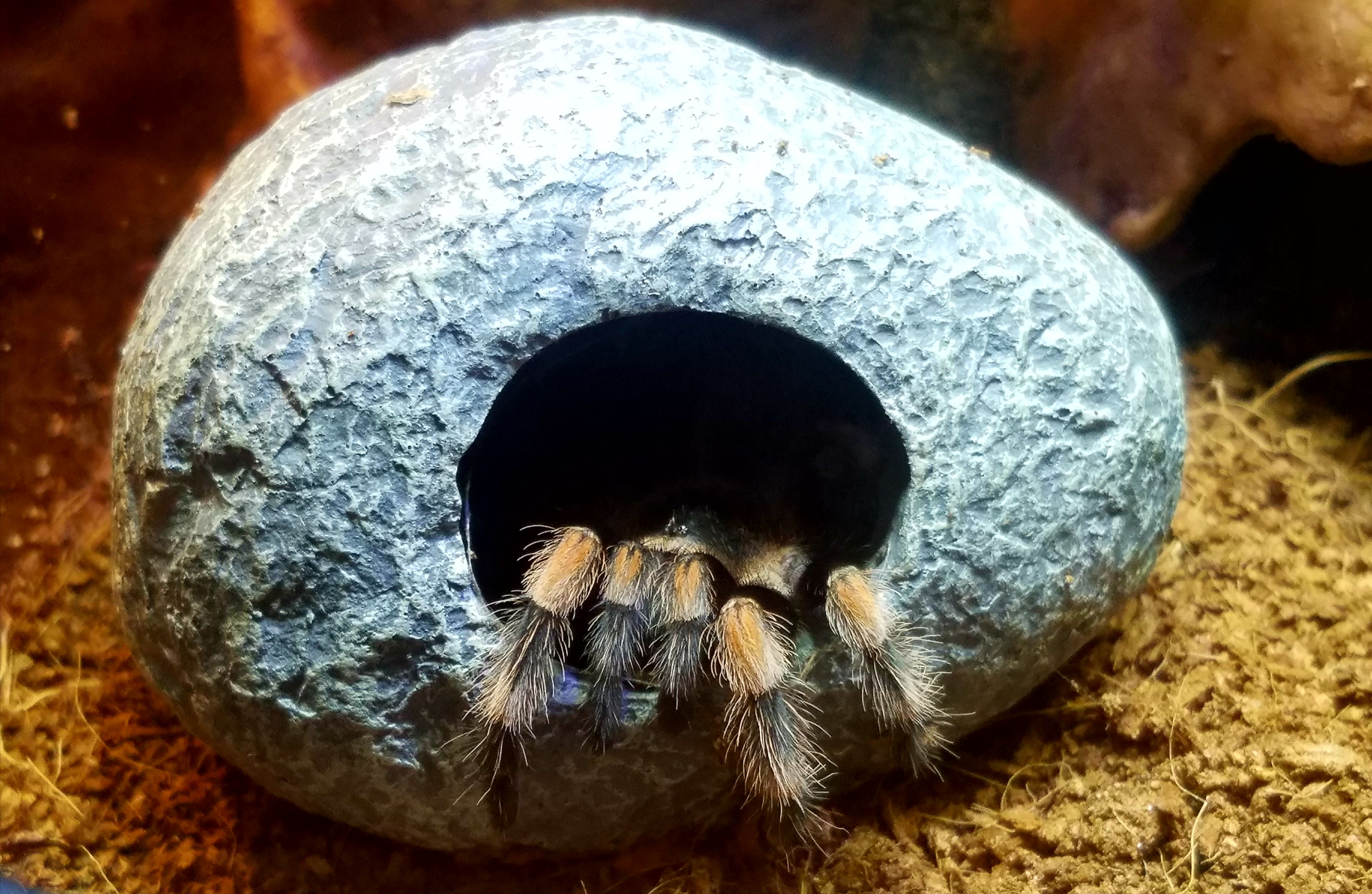Brachypelma hamorii