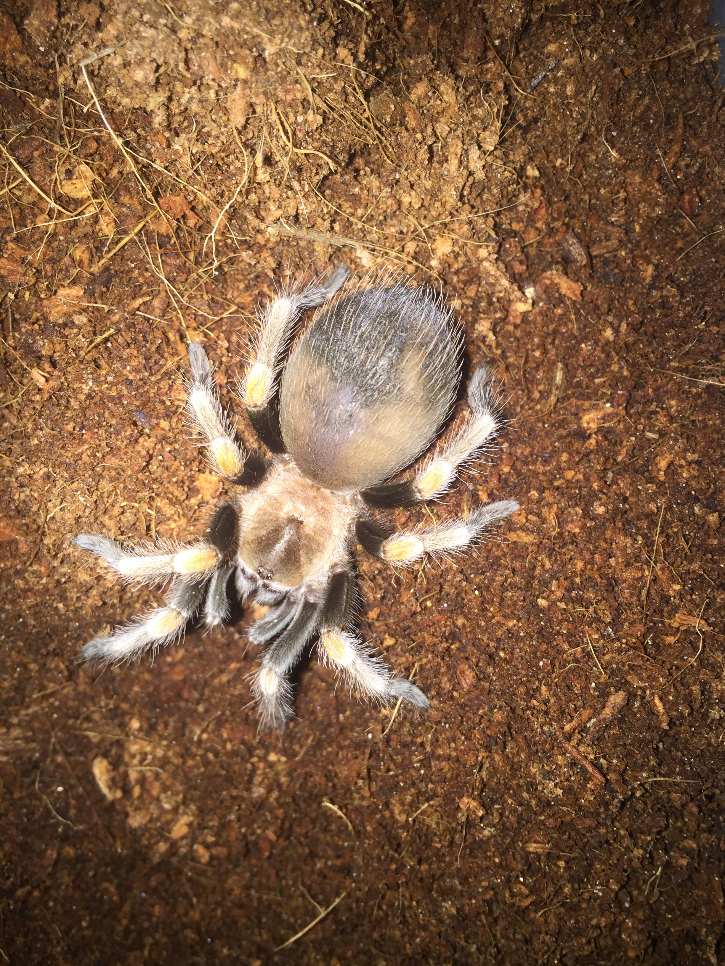 Brachypelma hamorii