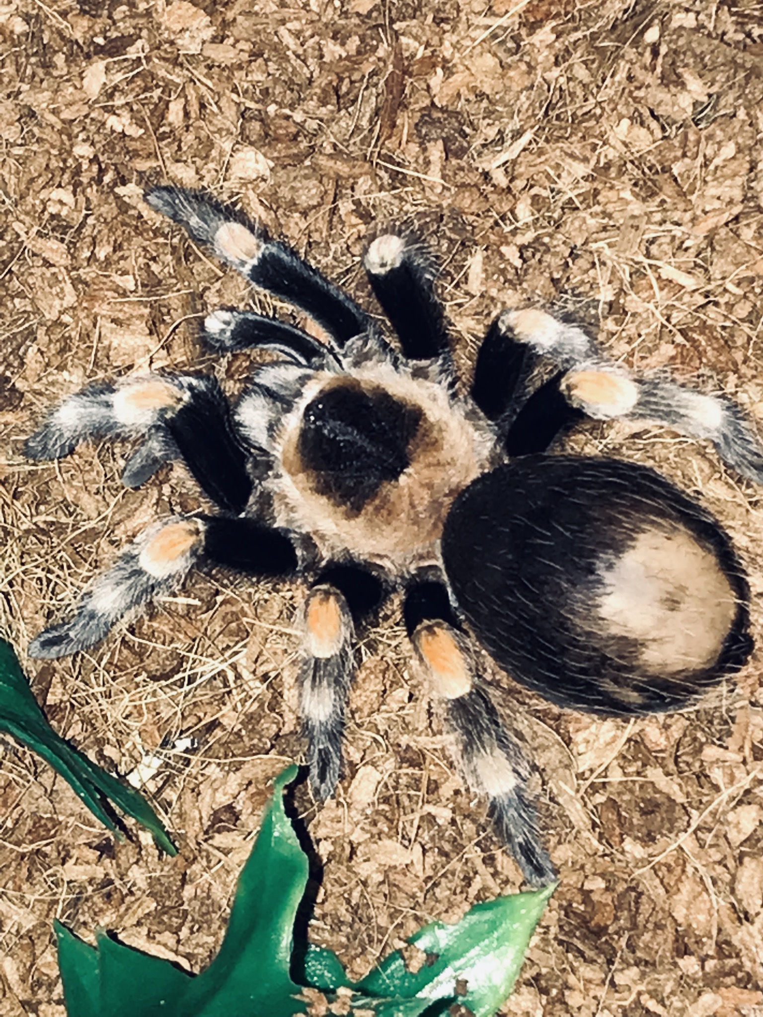 Brachypelma hamorii