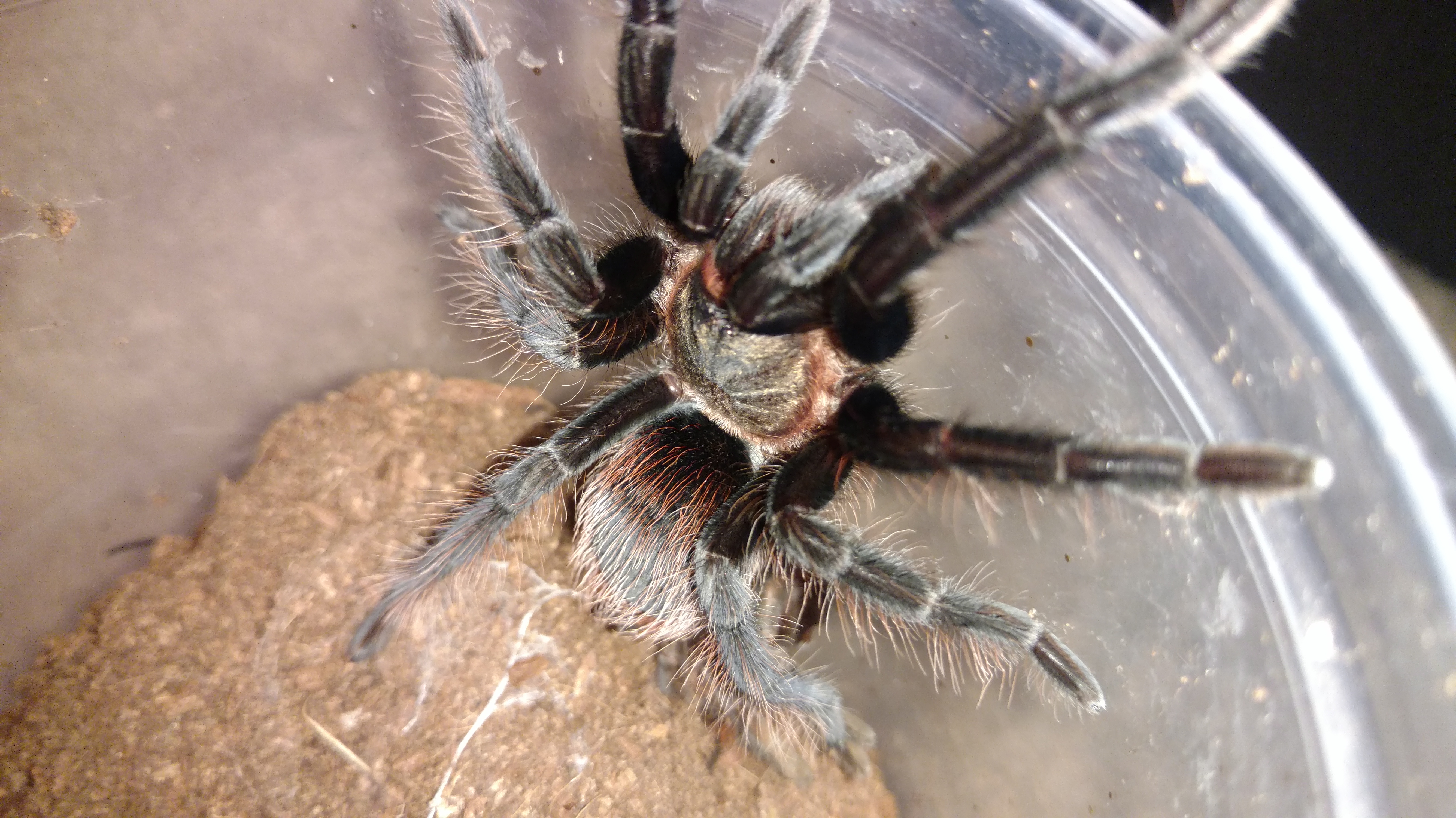 Brachypelma Kahlenbergi