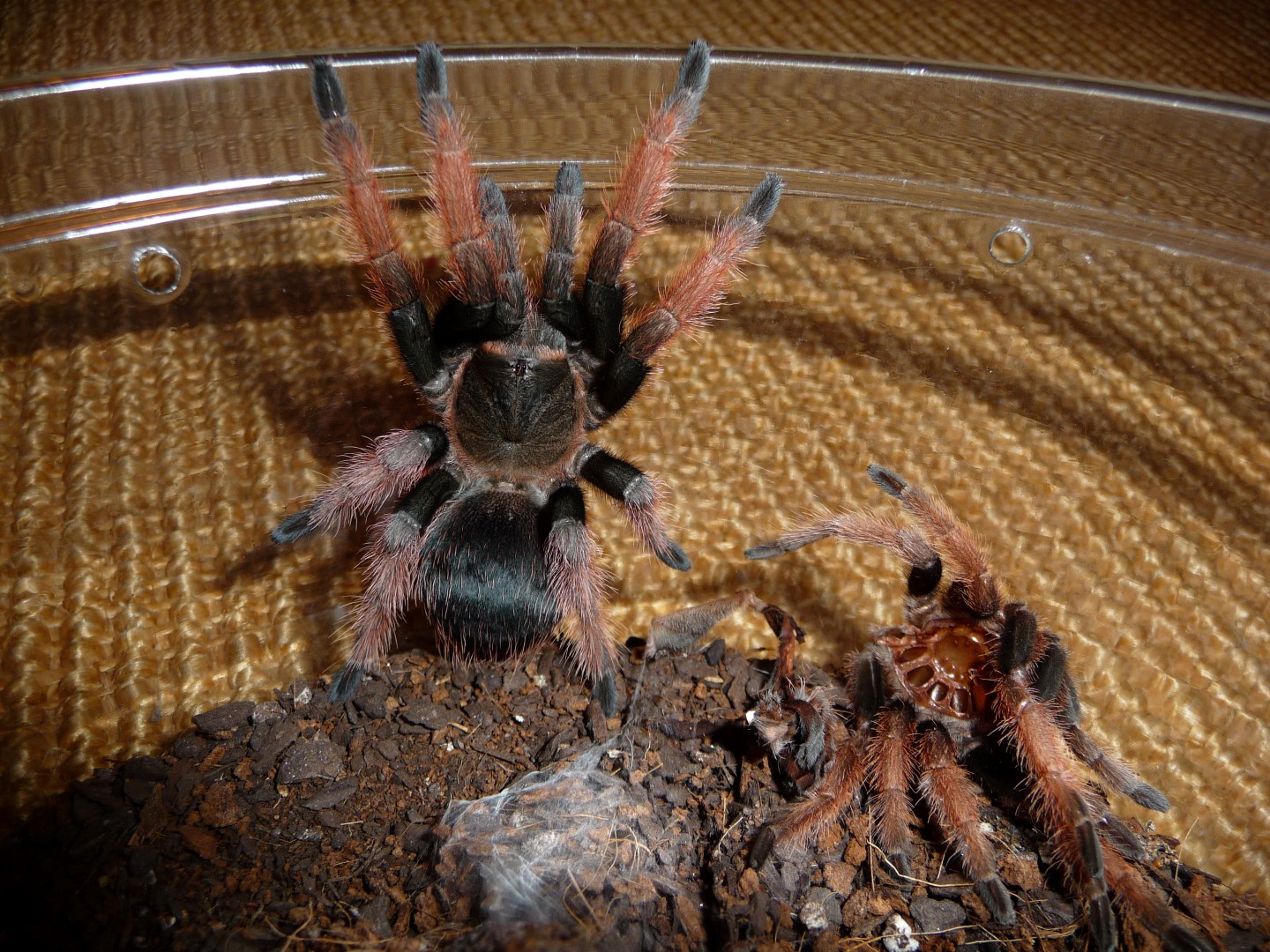 Brachypelma klaasi; 3" DLS; molt date 5-26-17