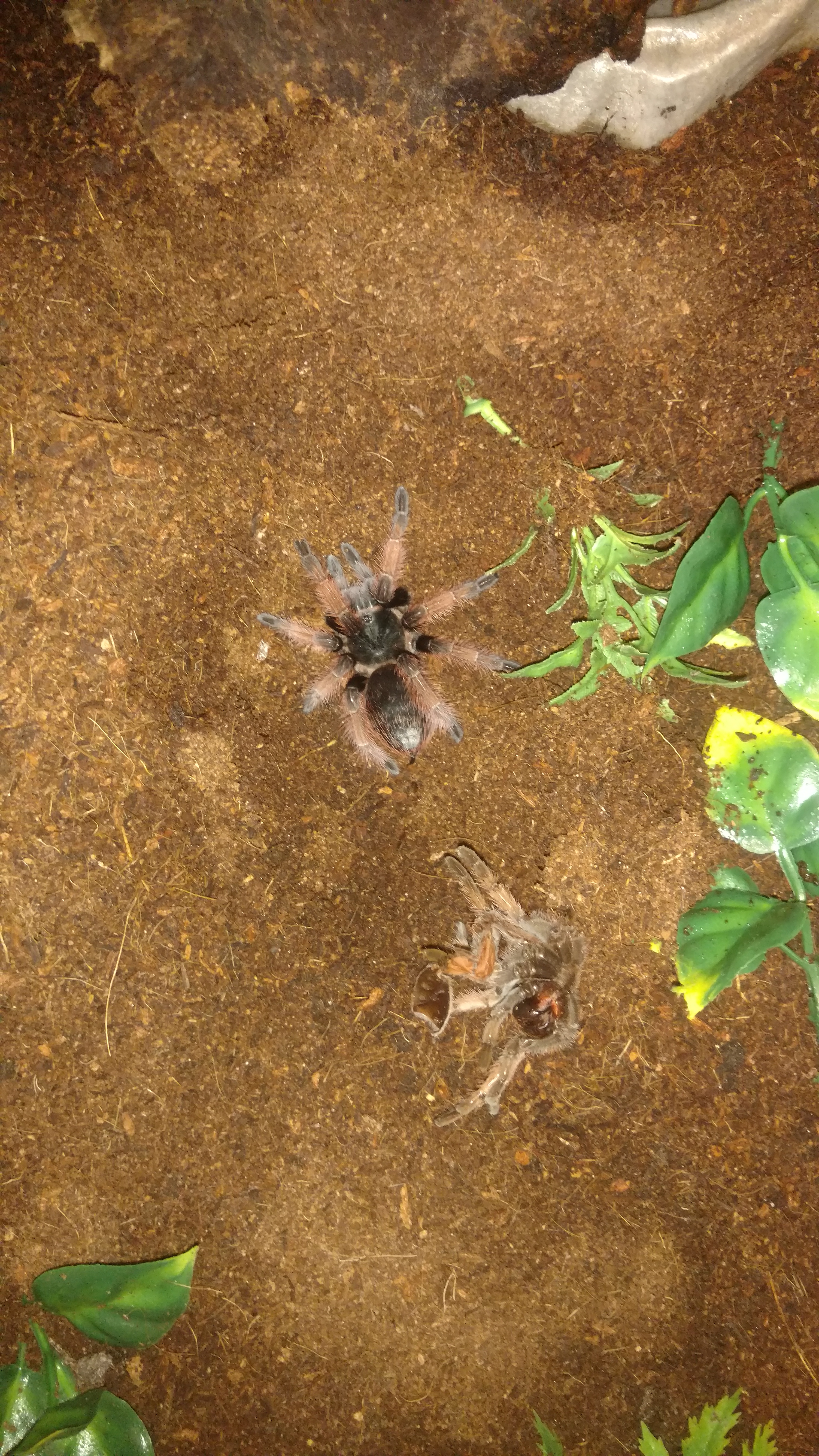 Brachypelma klaasi