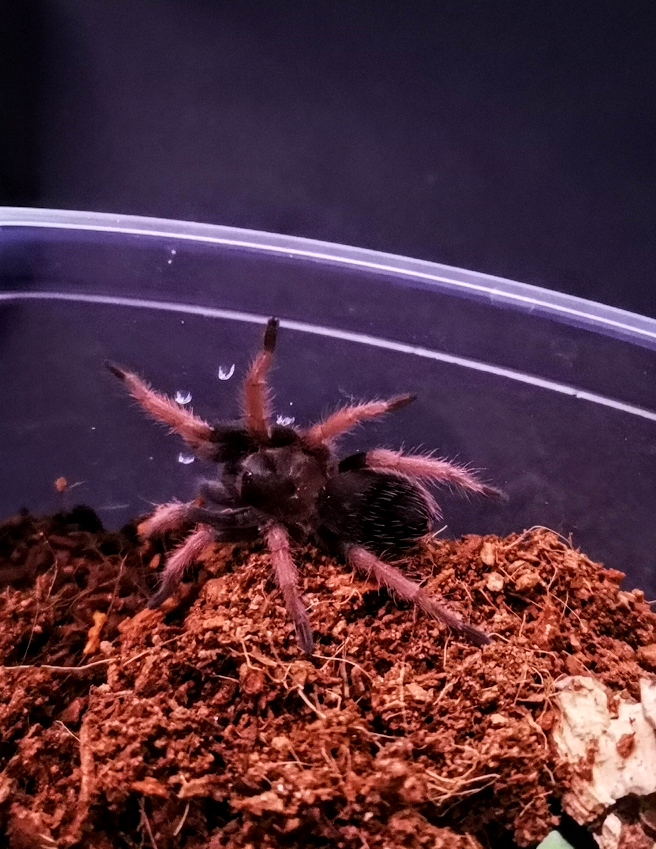 Brachypelma klaasi