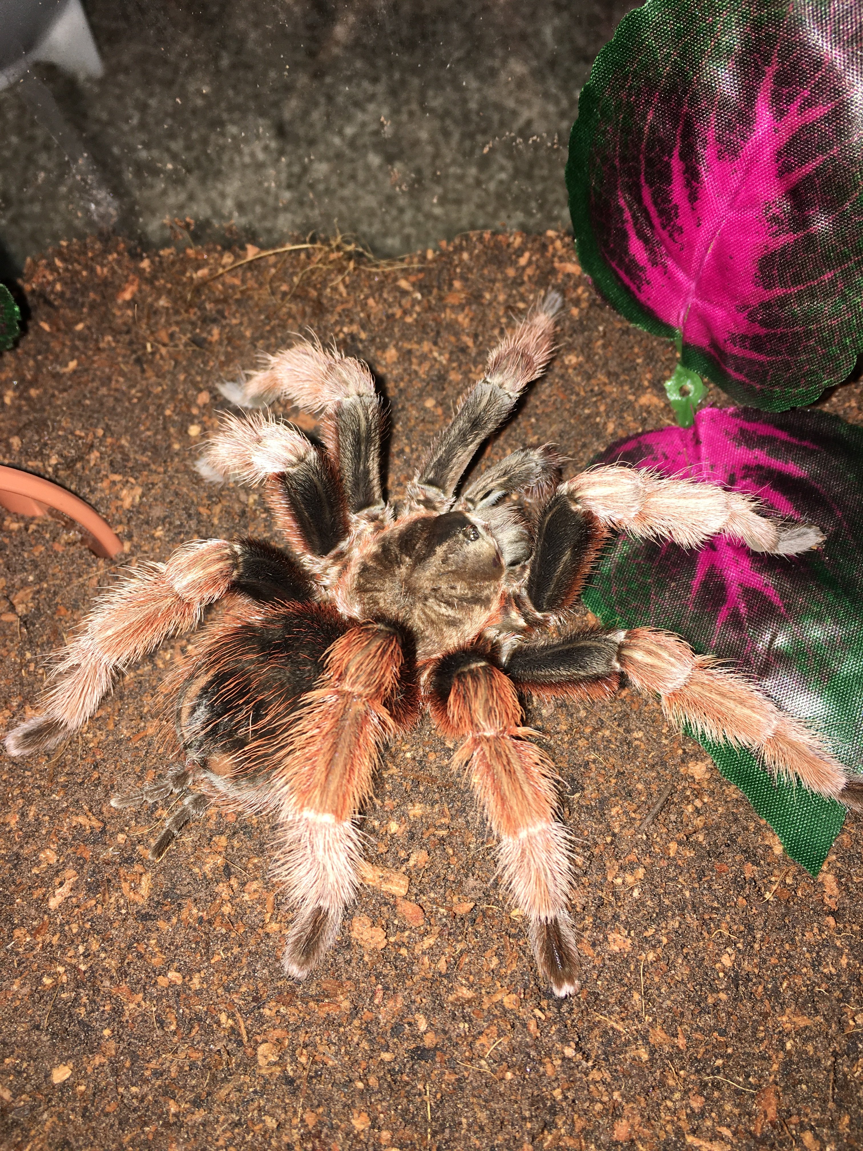 Brachypelma Klassi Mm
