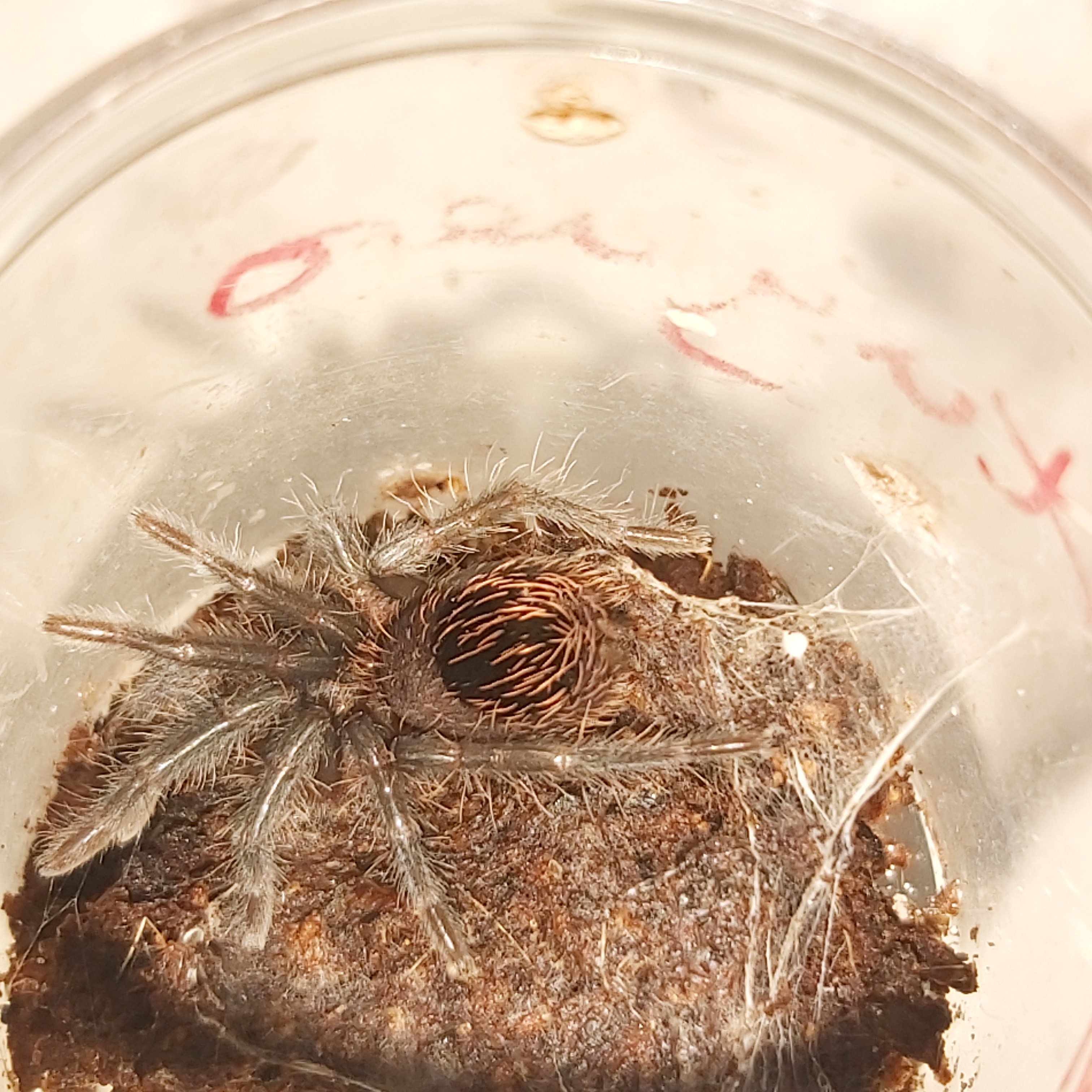 Brachypelma (probably now Tliltocatl) sp. Tortuguero