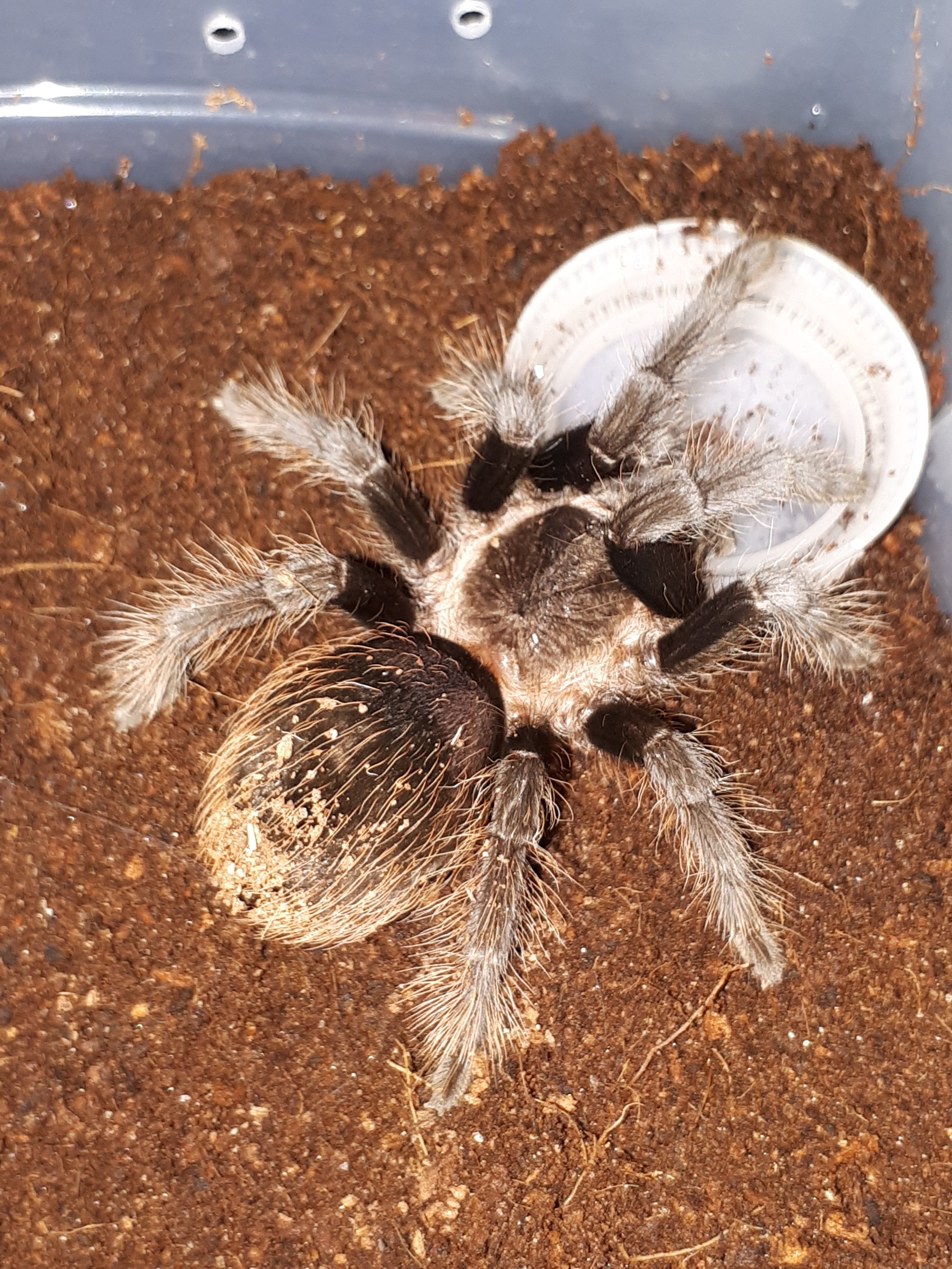 Brachypelma sabolusum