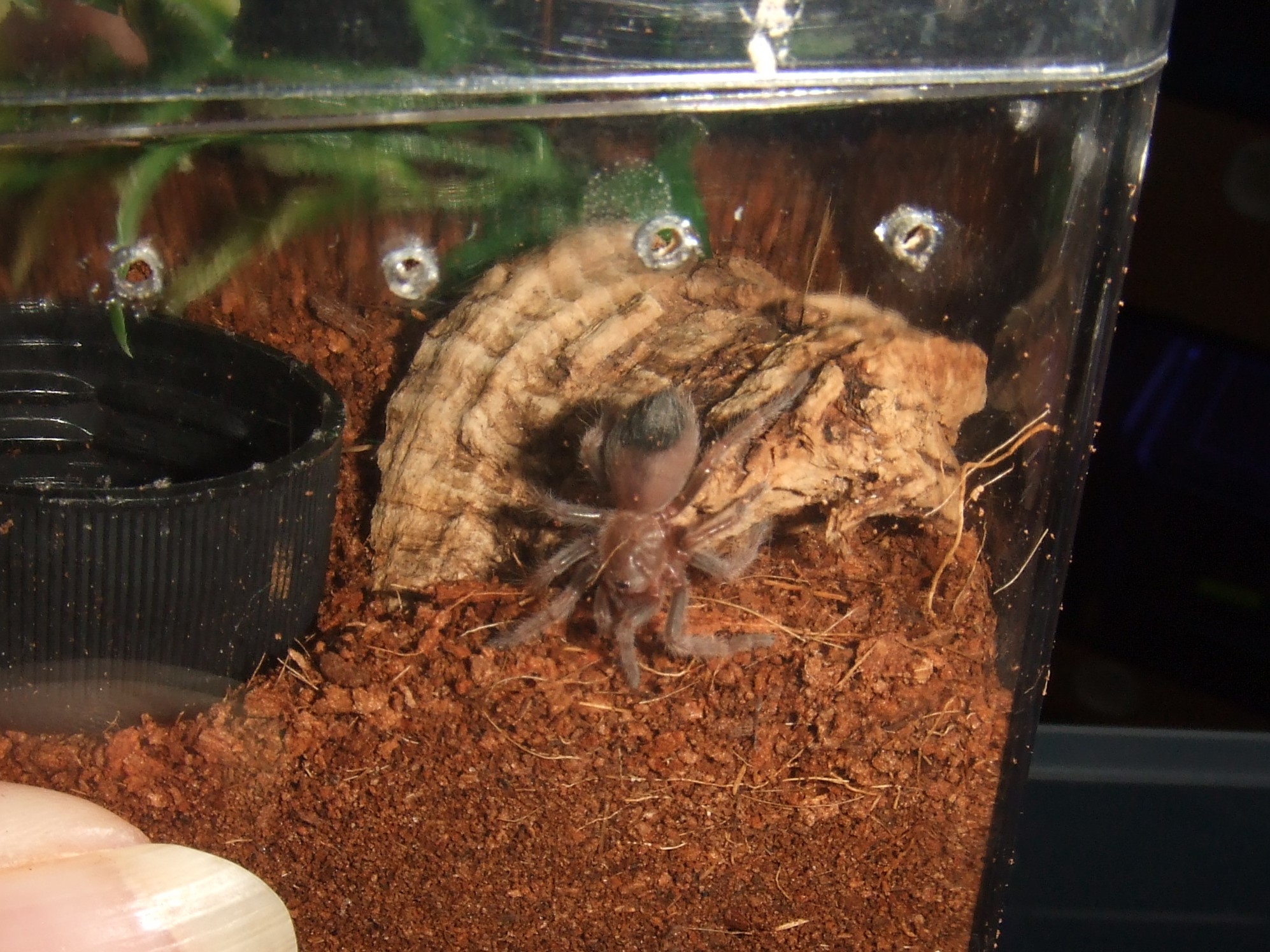 Brachypelma smithi - Nevado