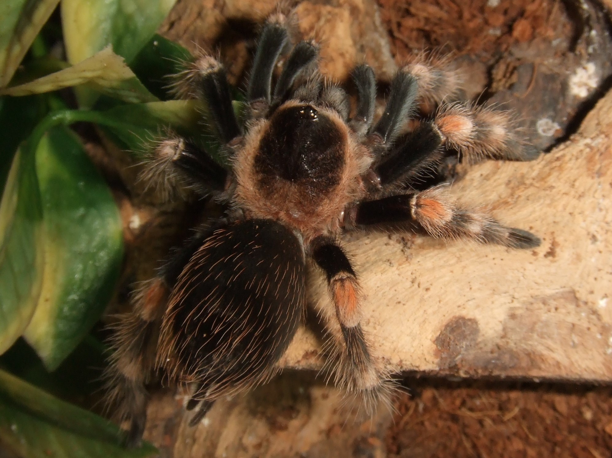 Brachypelma smithi - Pico