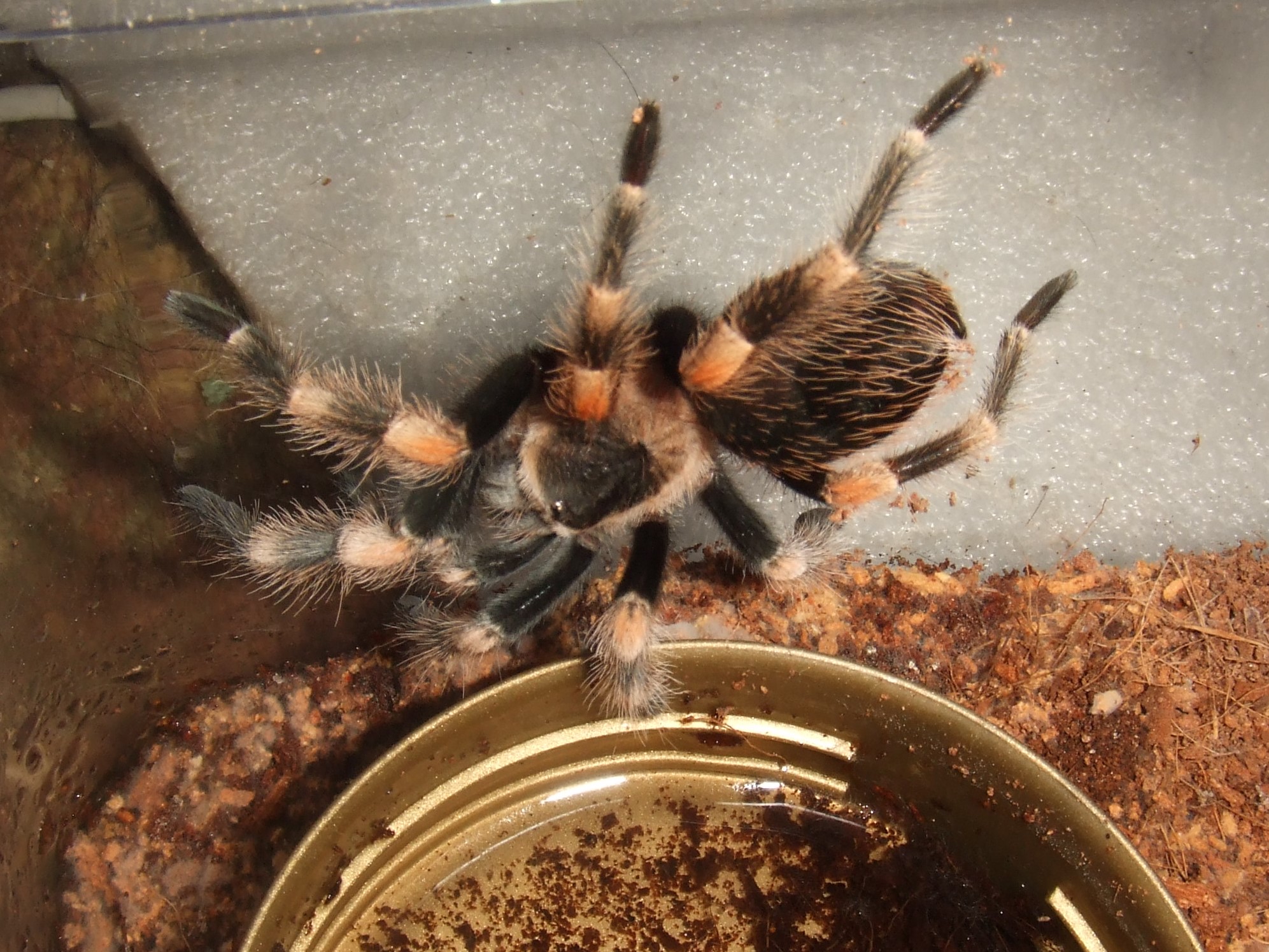 Brachypelma smithi - Popo