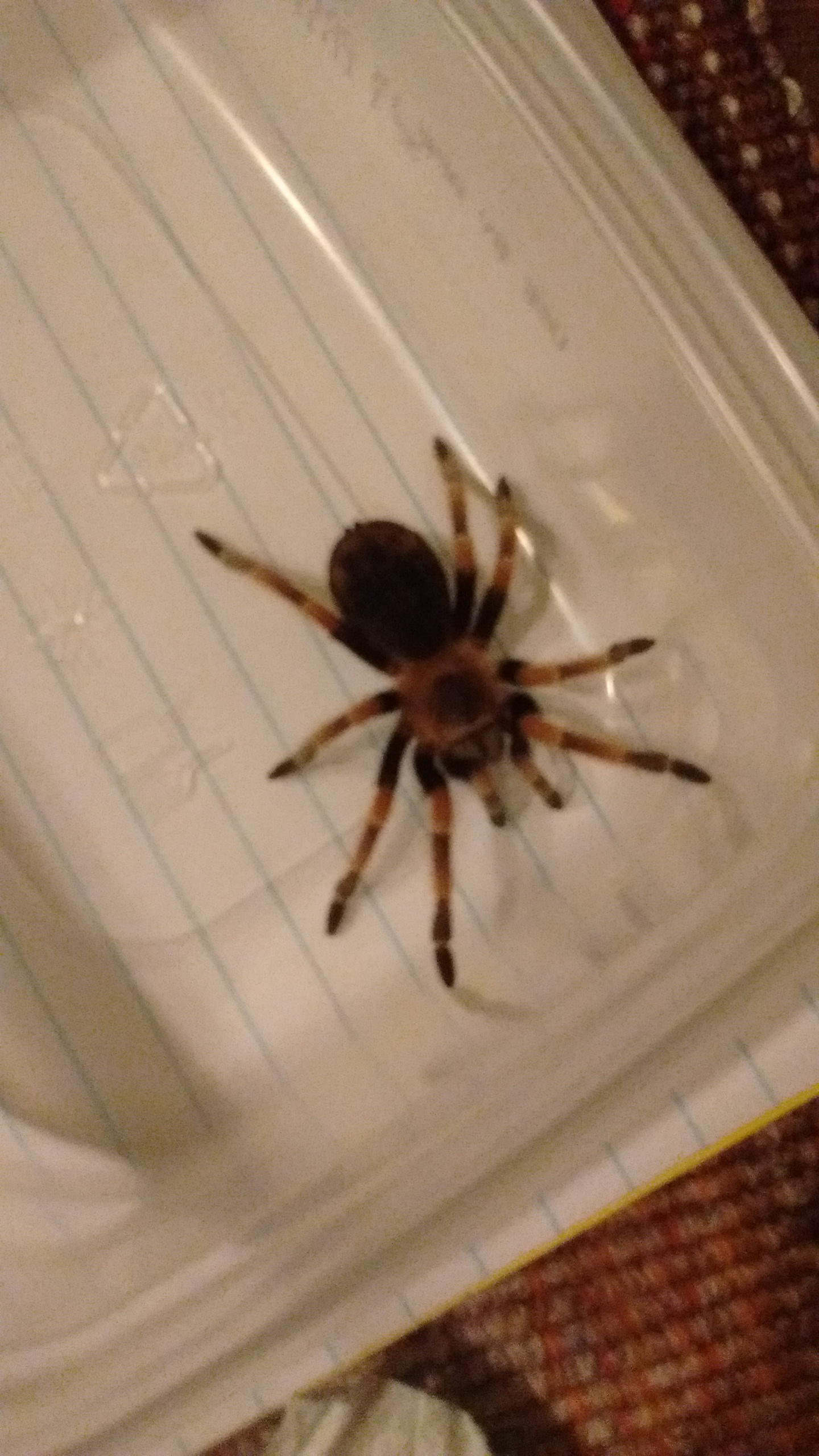 Brachypelma smithi