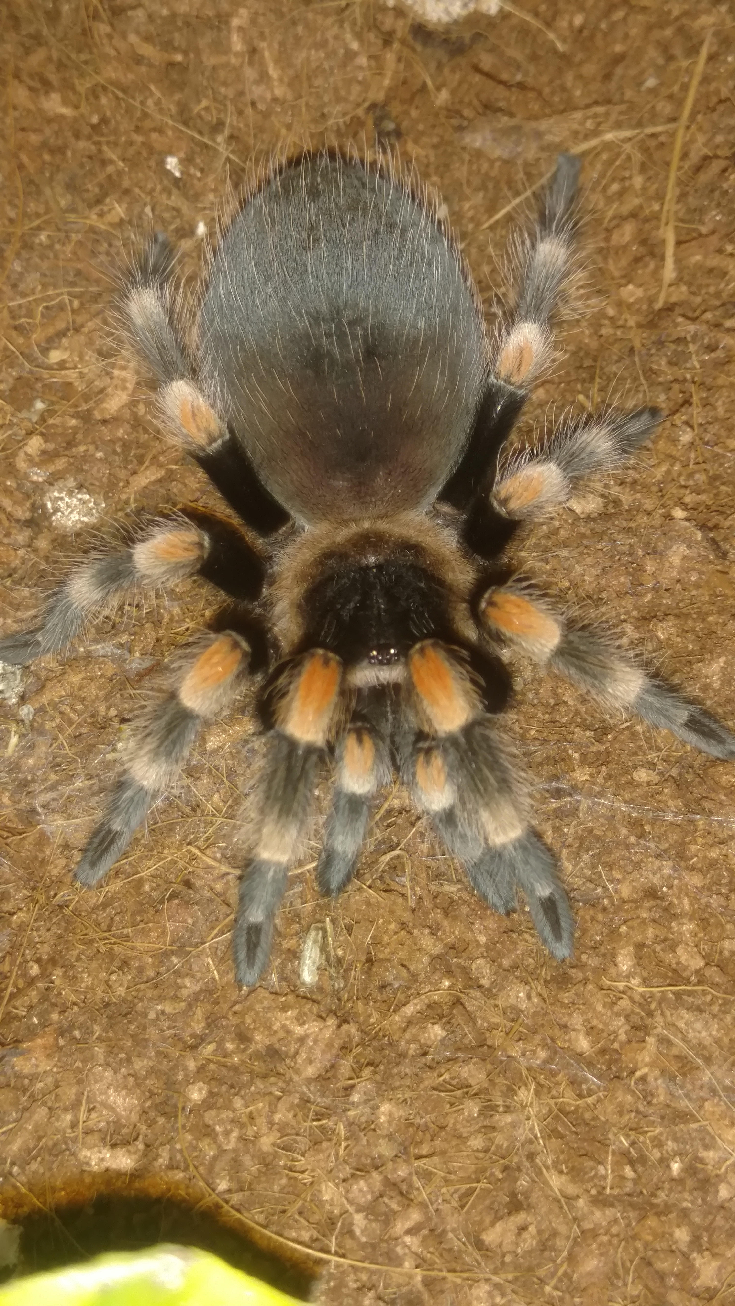 Brachypelma smithi