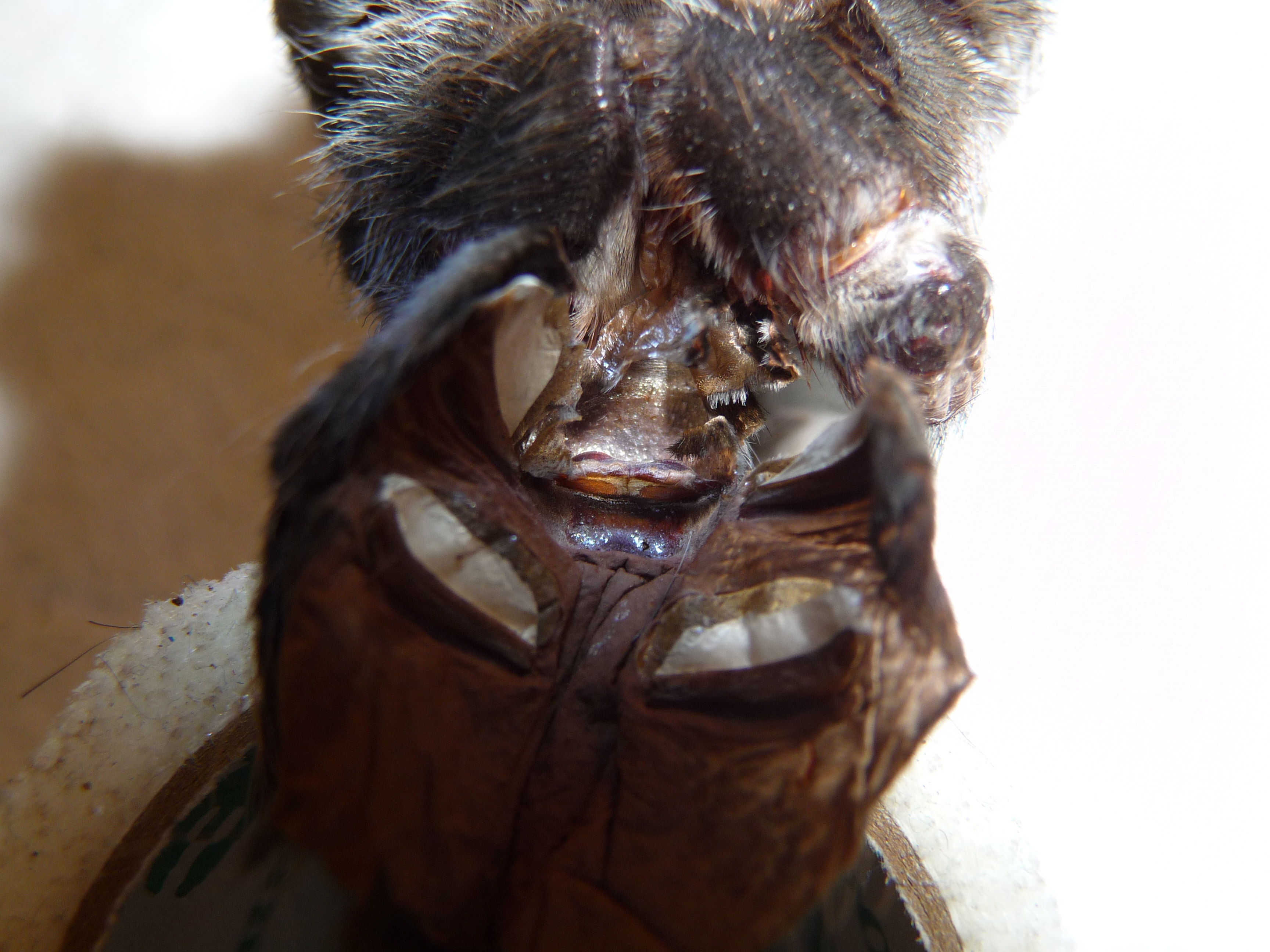 Brachypelma vagans; 4.5 inch; Molt date 9-14-17; Spermathecae sexing