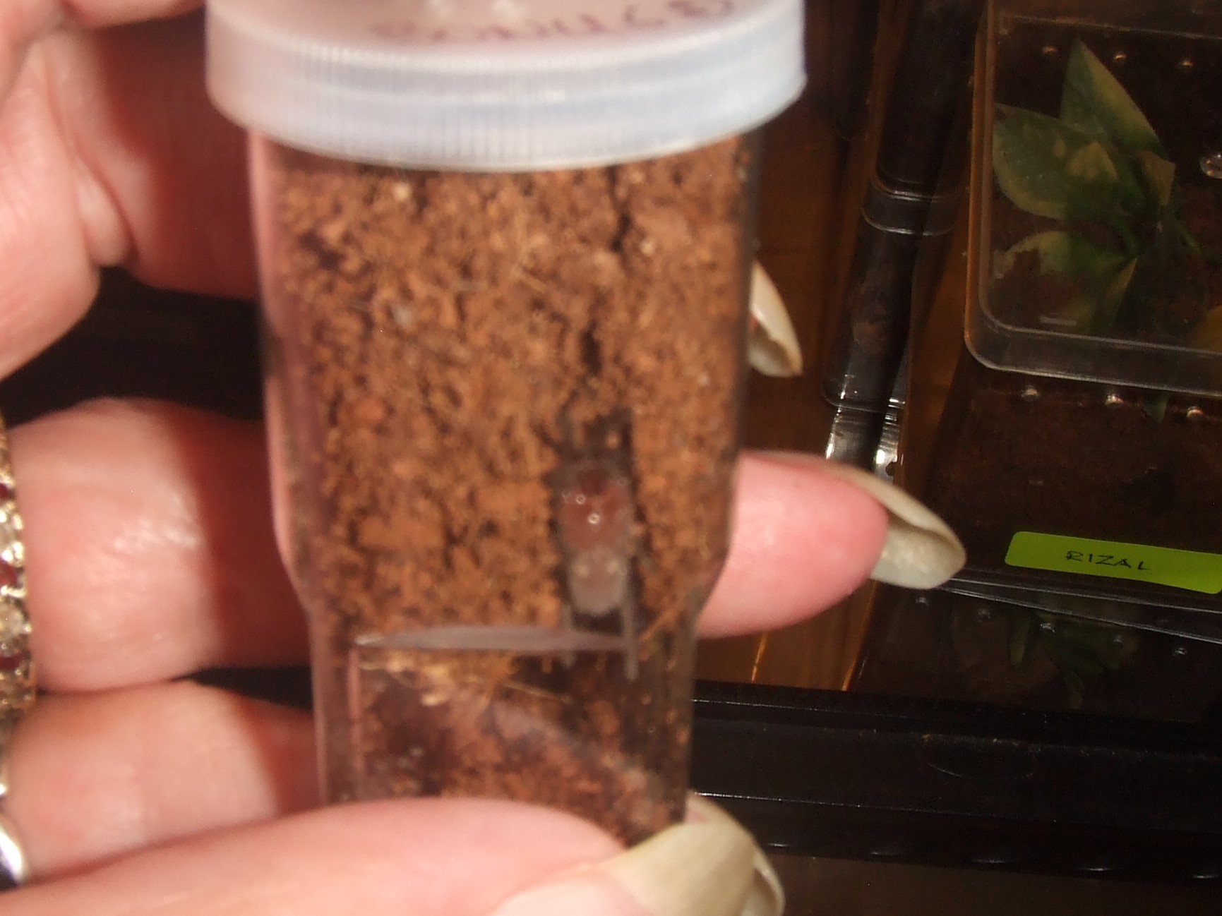 Brachypelma vagans - Aztec