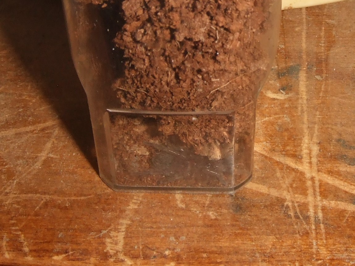 Brachypelma vagans - Aztec