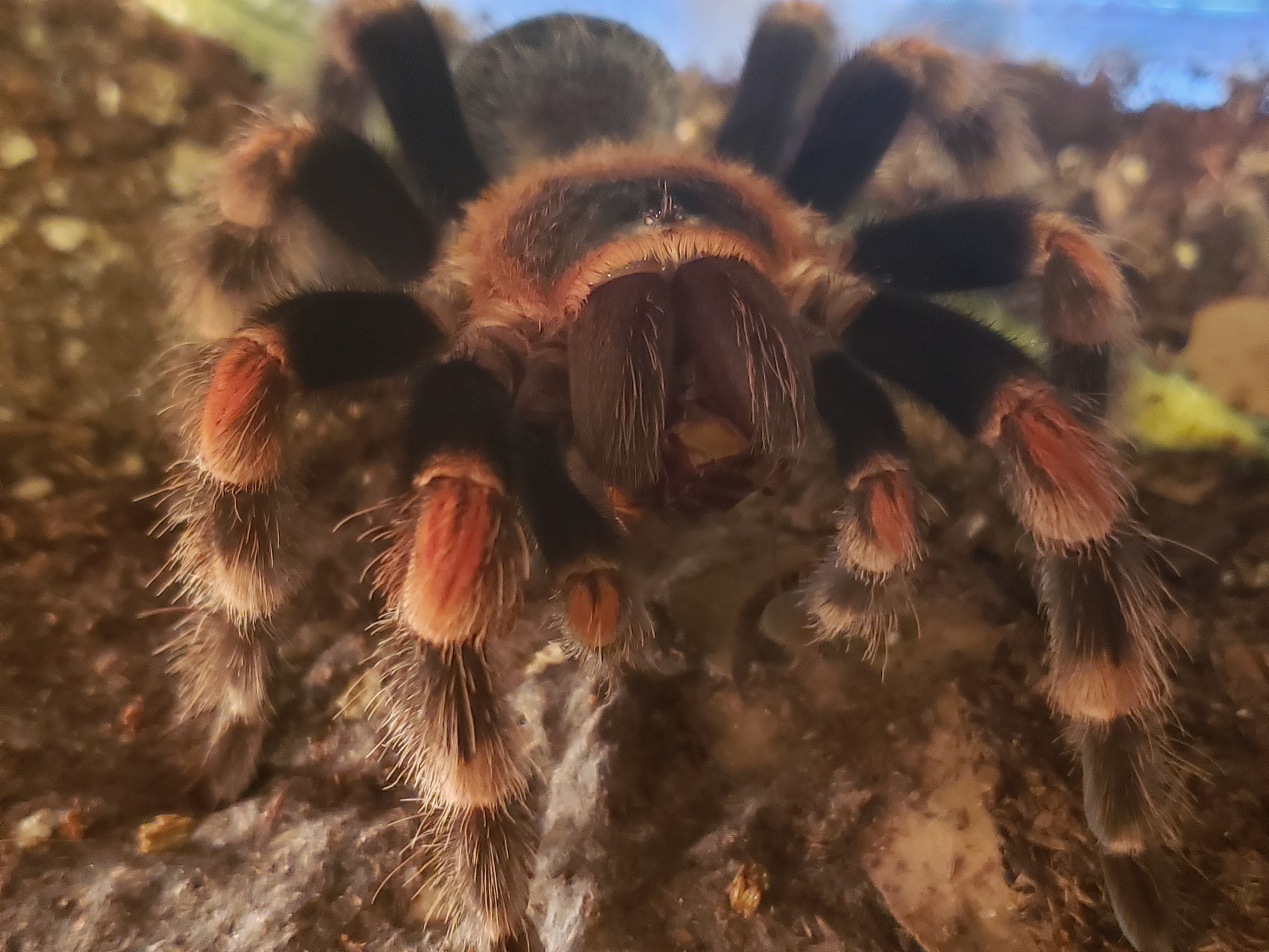 Brachypelma