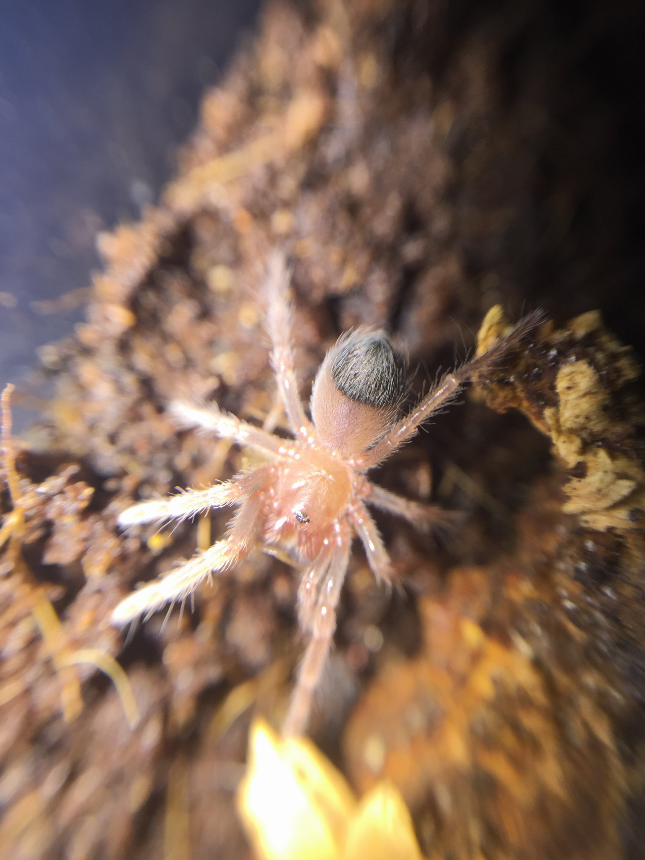 Brachypelma_boehmei