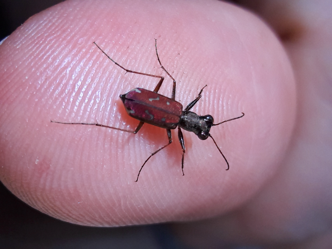 Brasiella wickhami - Sonoran tiger beetle