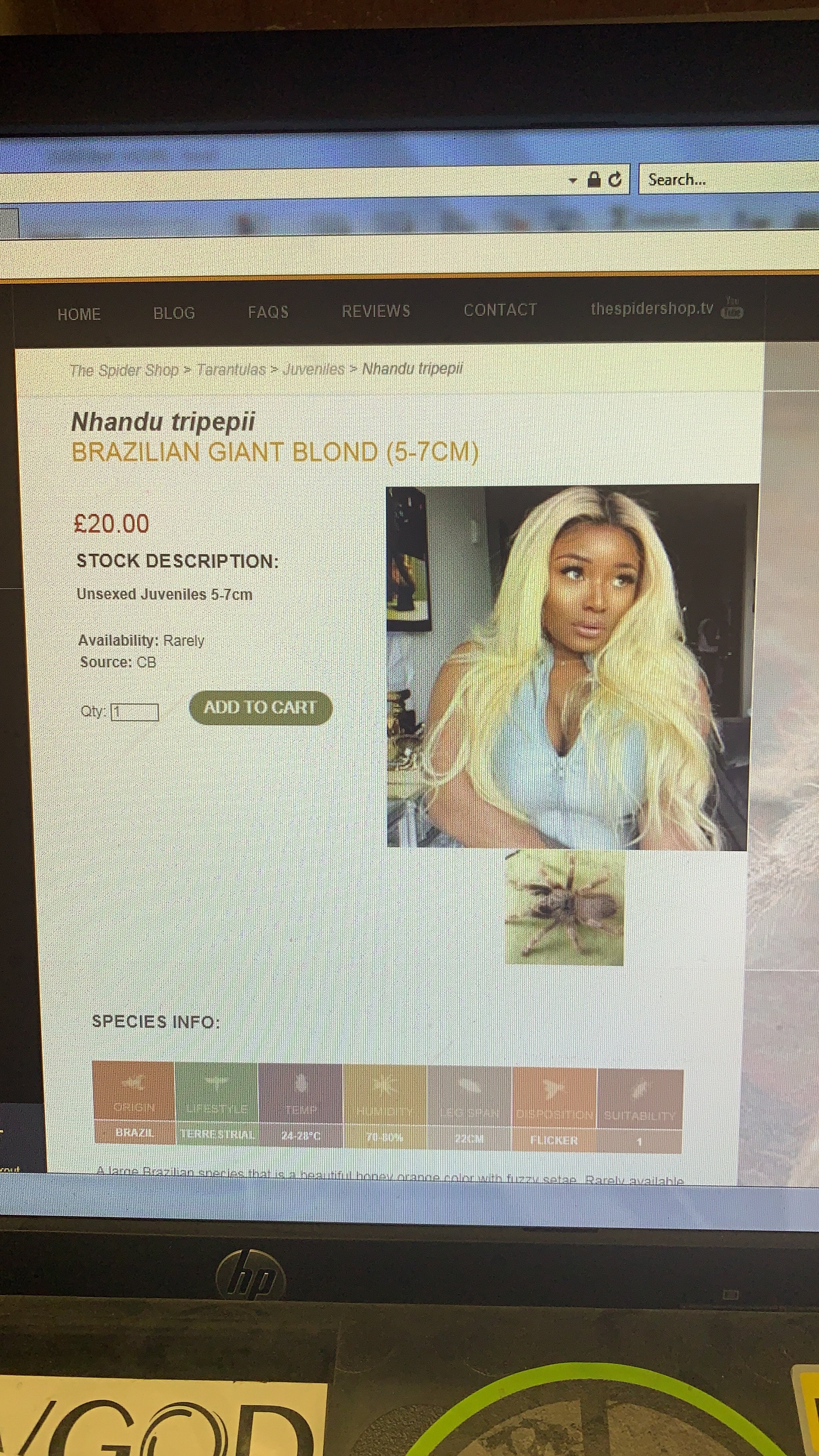 Brazilian giant blonde