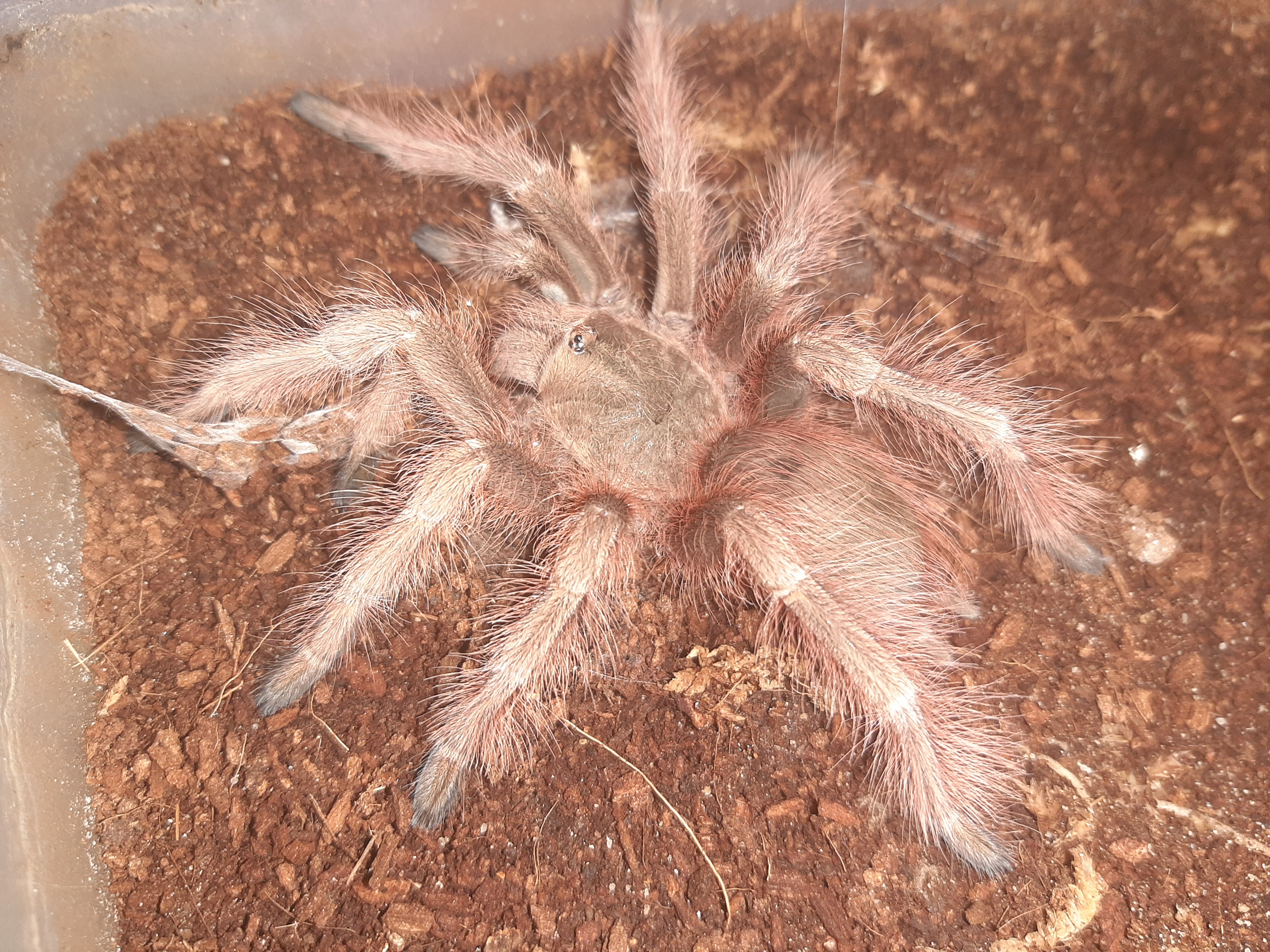 Brazilian Giant fluff ball