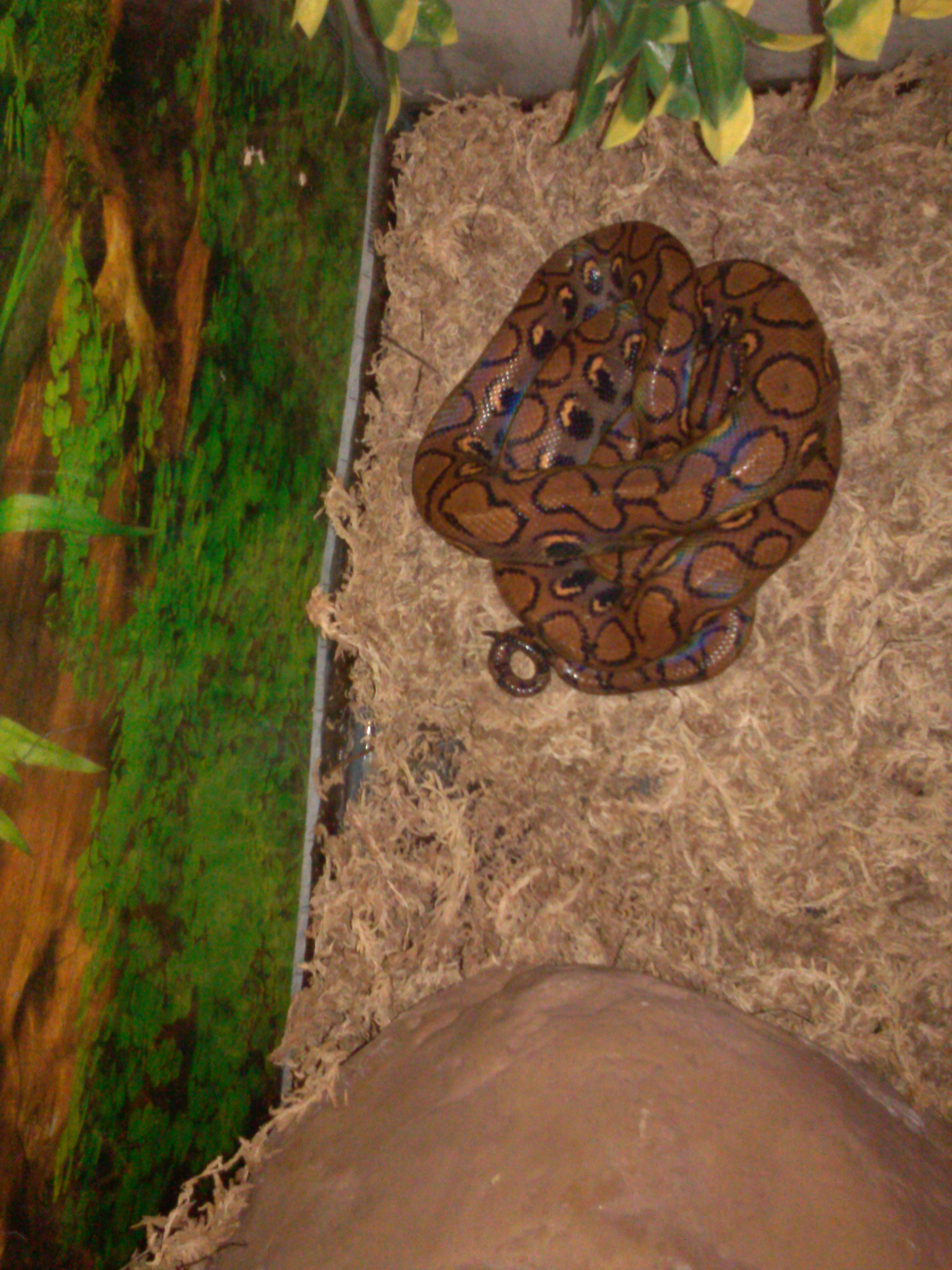 Brazilian Rainbow Boa