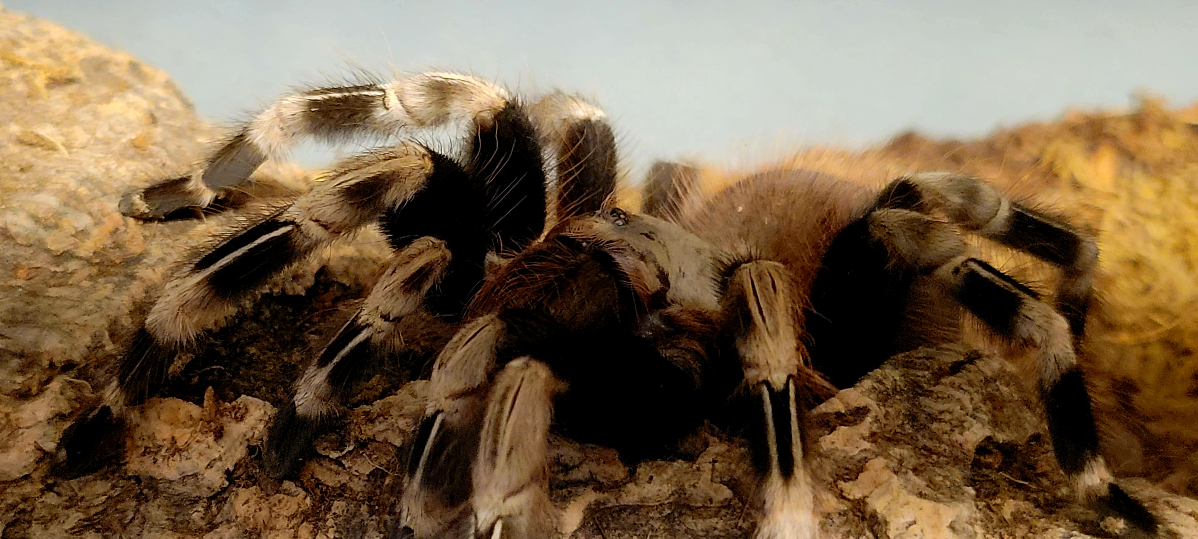 Brazilian red and white