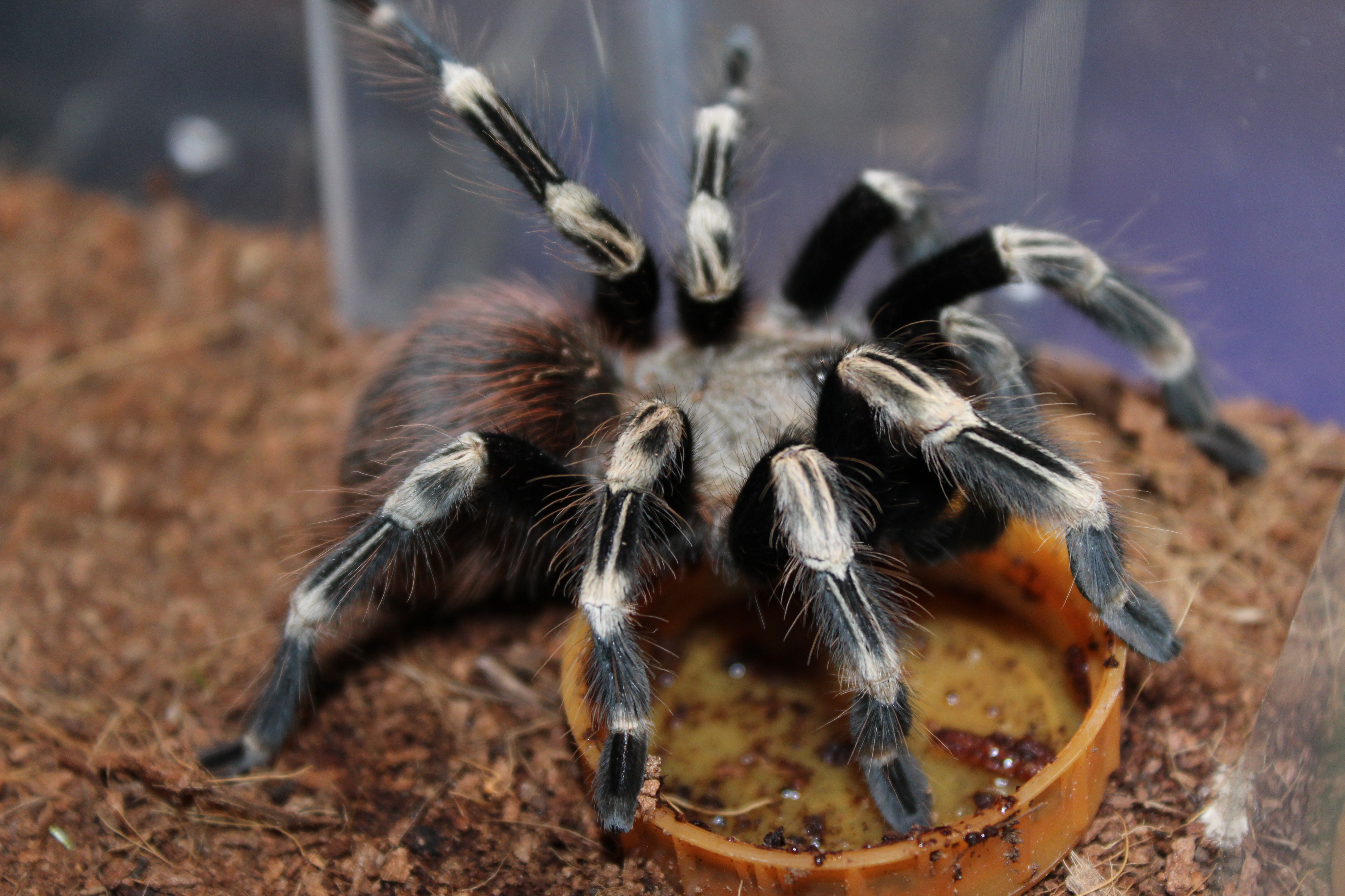 Brazilian red and white