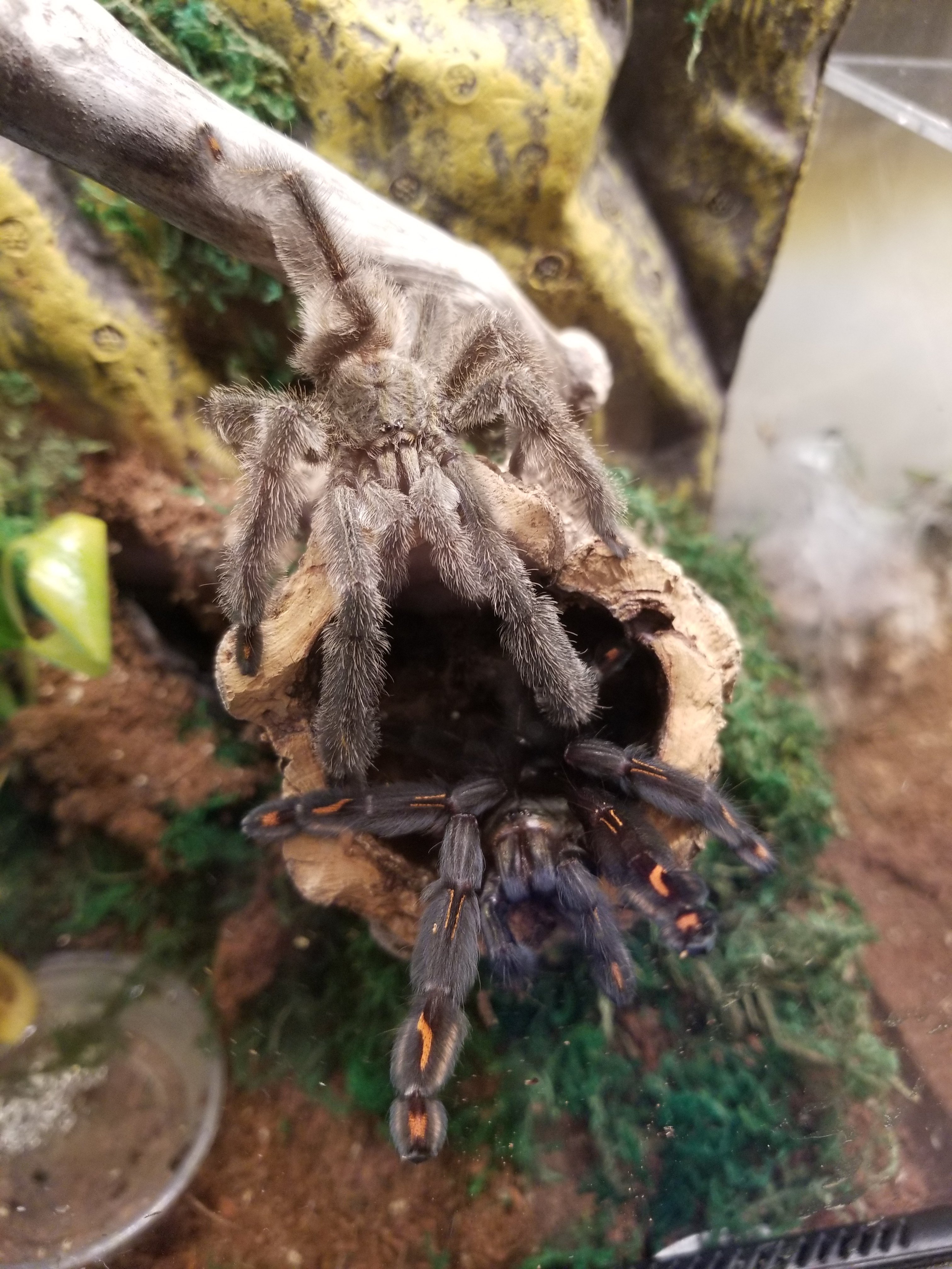 Breeding attempts #1 | Tarantula Forum