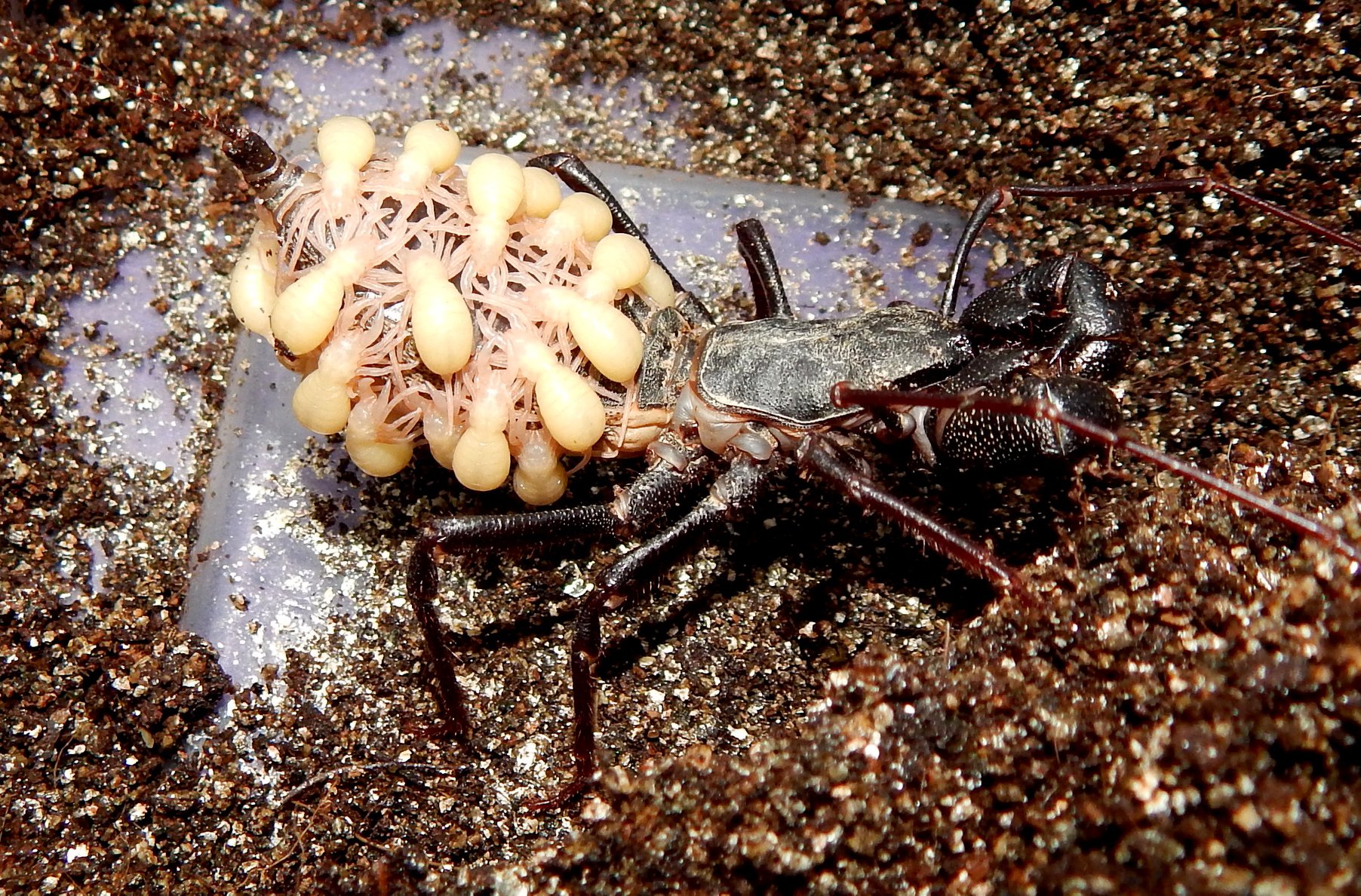 Breeding Vinegaroon (Mastigoproctus giganteus)