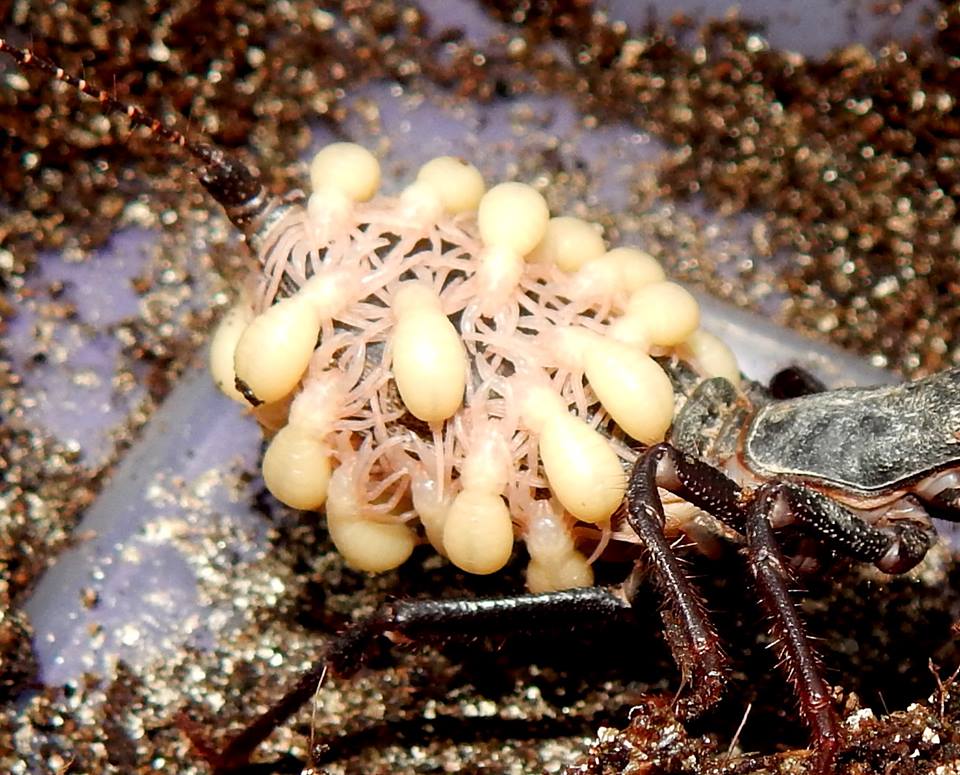 Breeding Vinegaroon (Mastigoproctus giganteus) Tarantula Forum