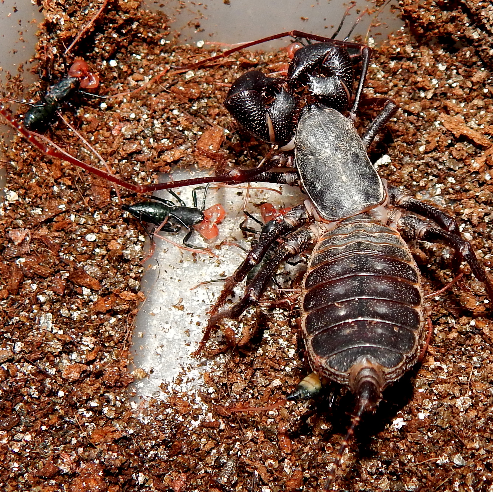 Breeding Vinegaroon (Mastigoproctus giganteus) Tarantula Forum