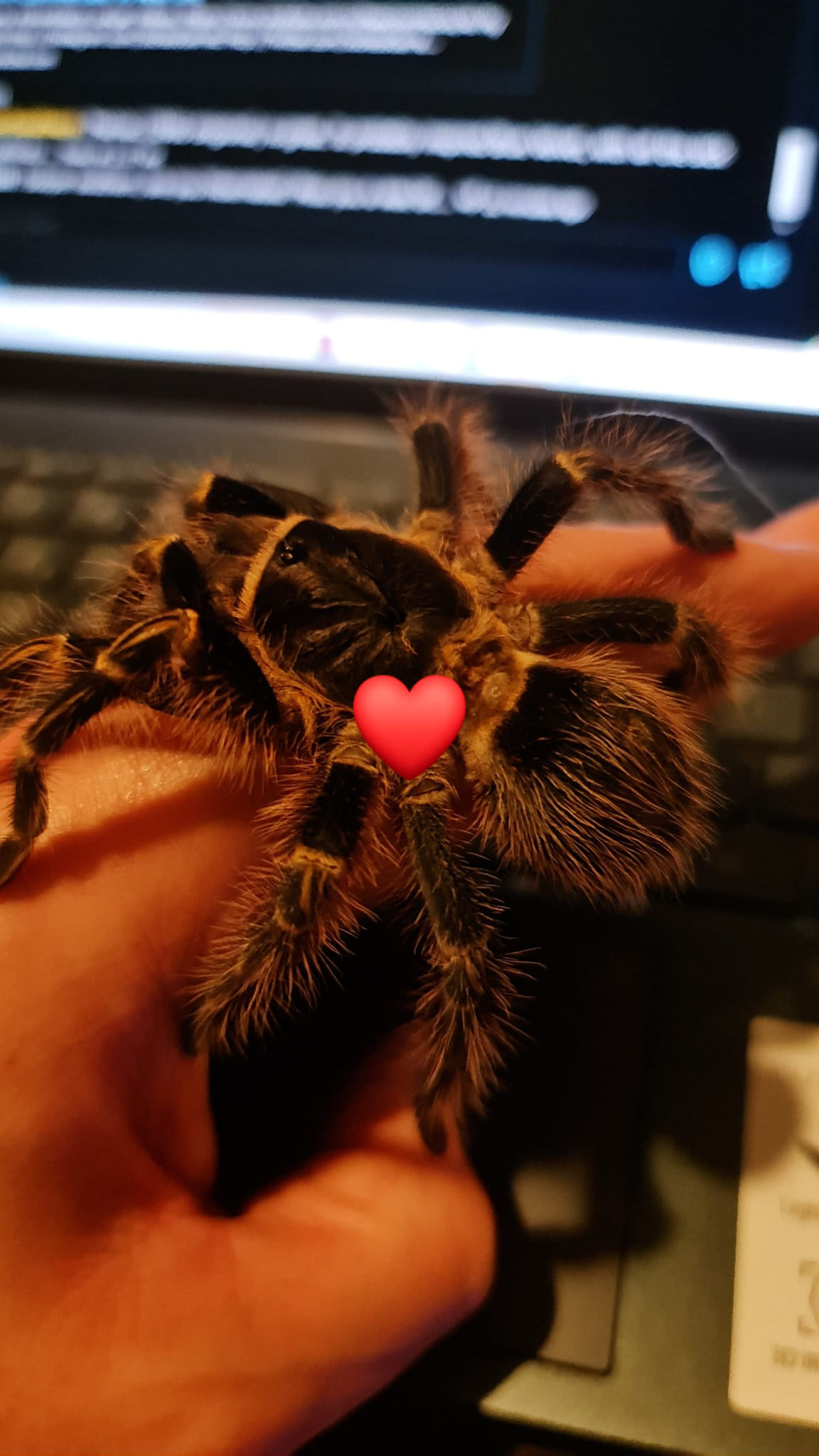 Bumble (G.Pulchripes)