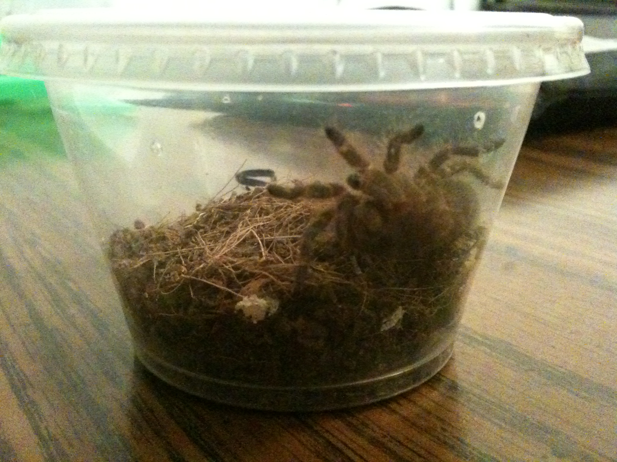 Bundy (G. Pulchripes)