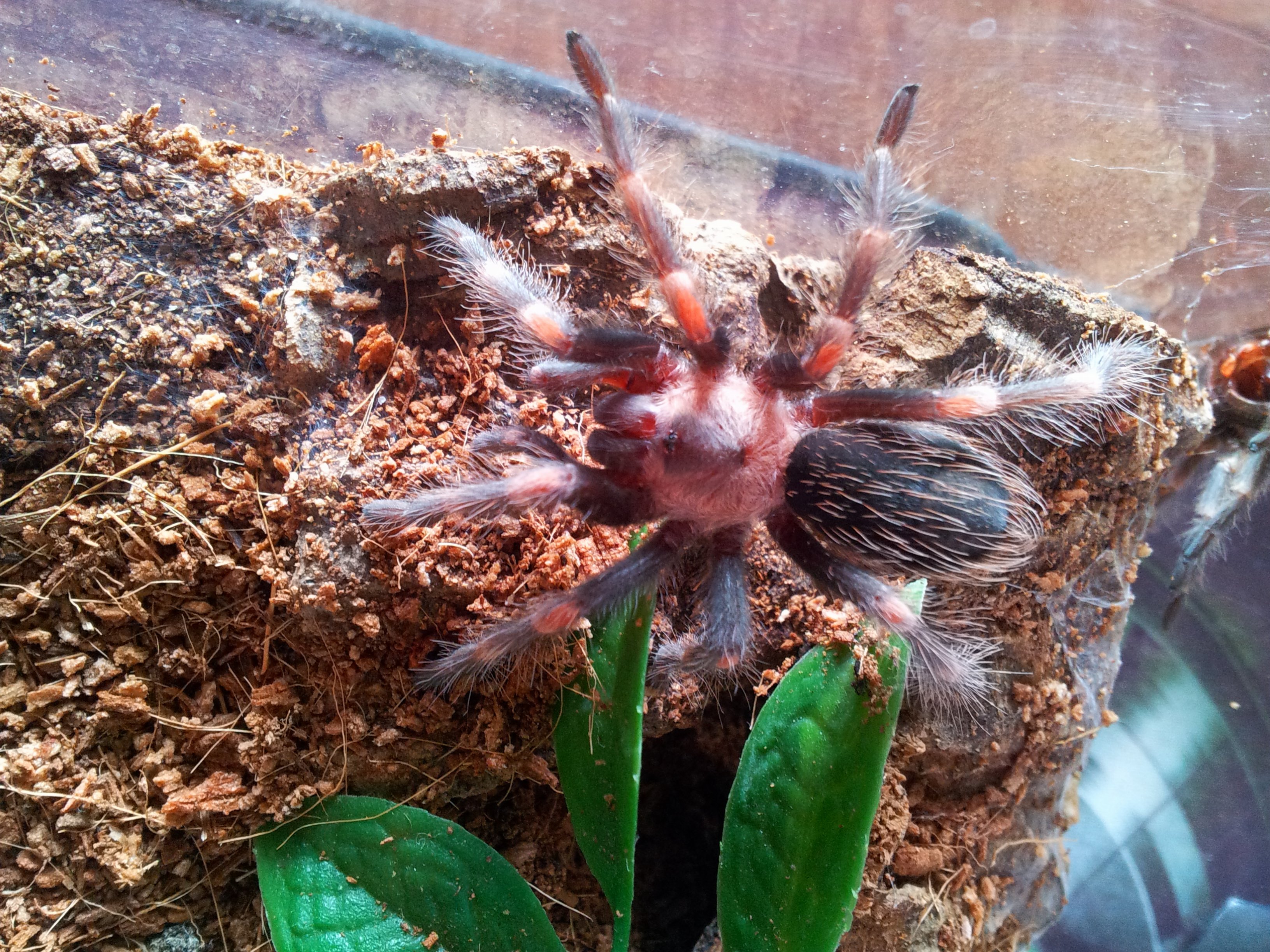 Burrito......Brachypelma auratum