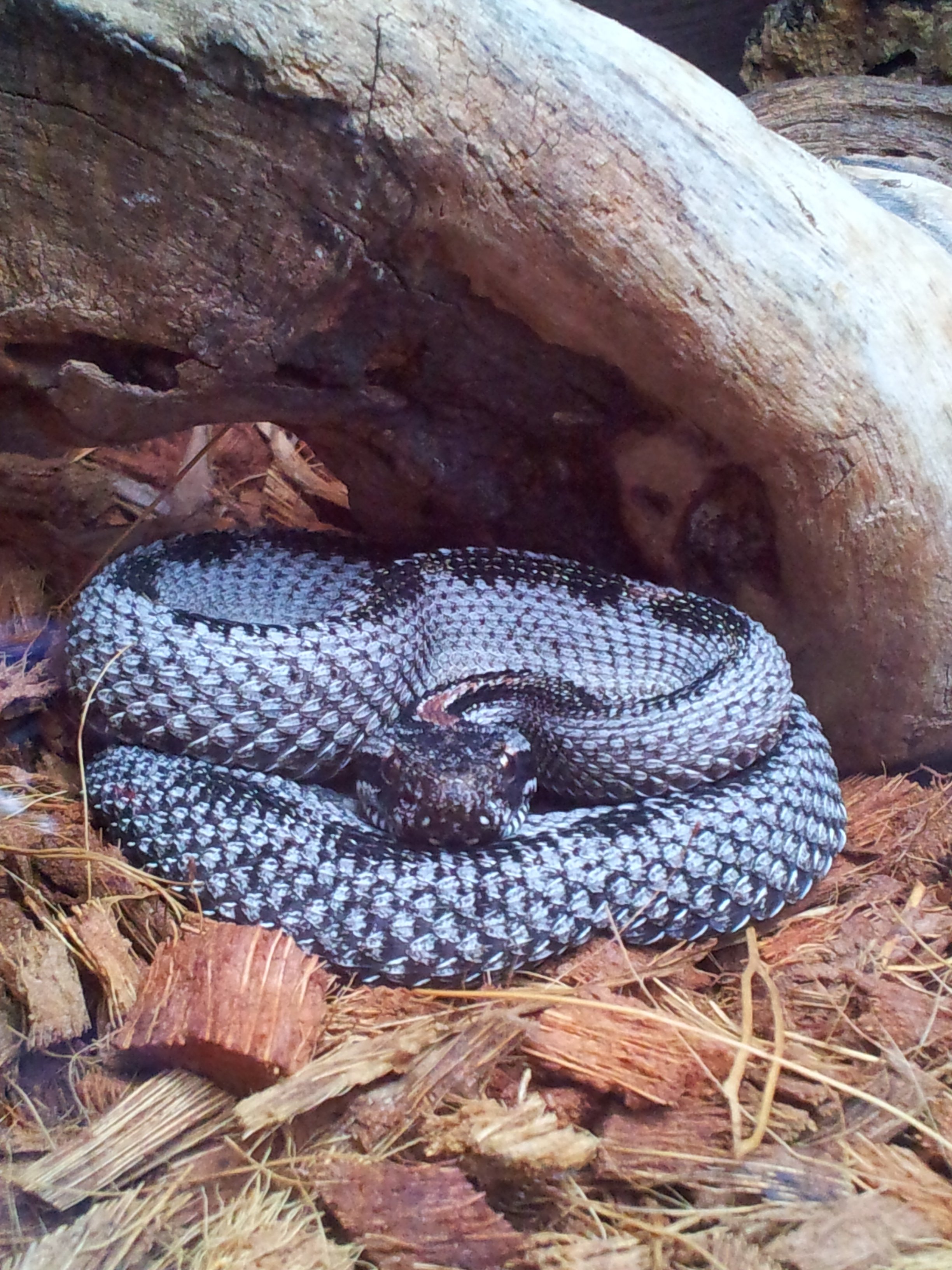Buzztail......Dusky Pygmy Rattlesnake