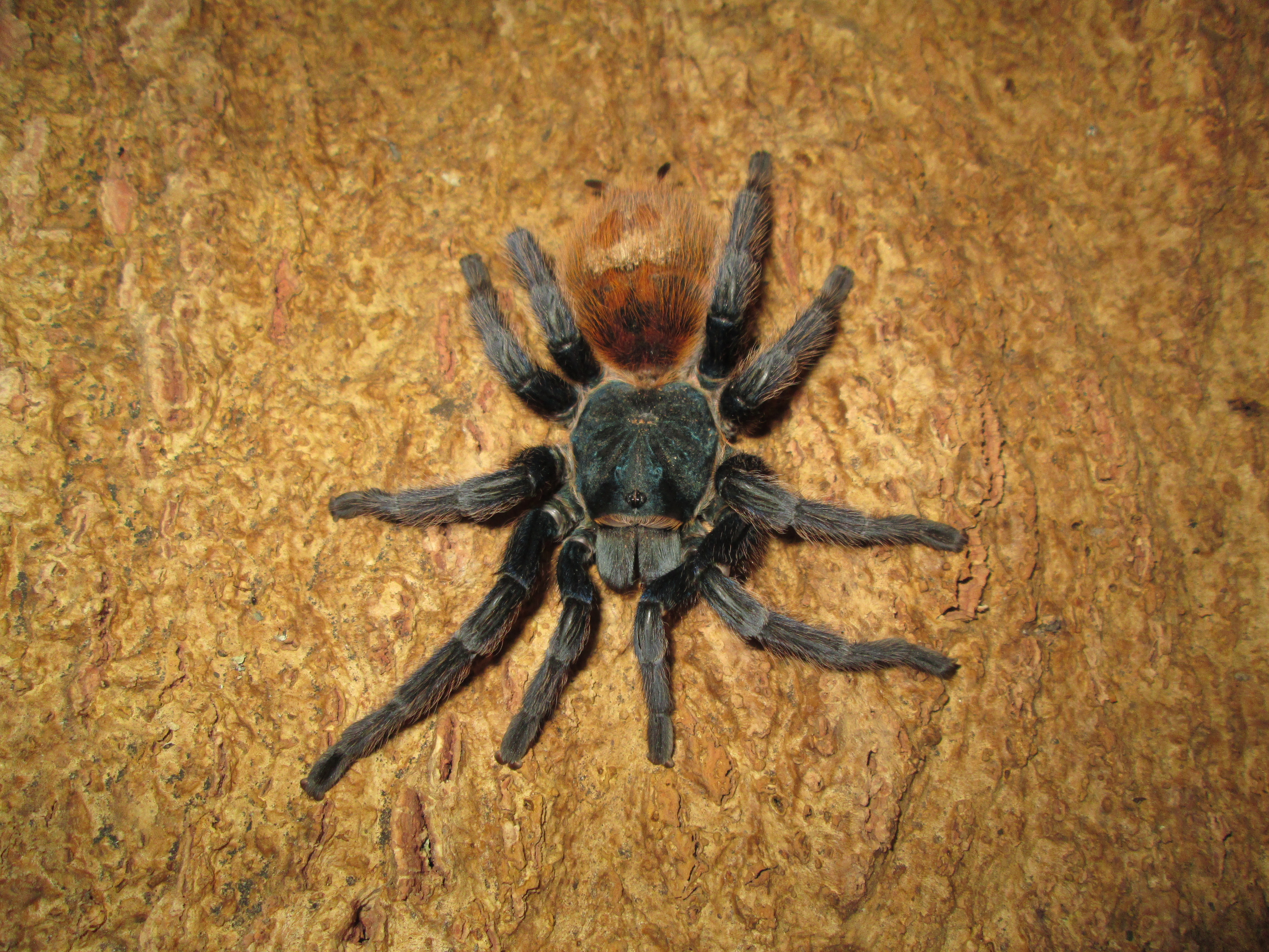 C.Cyanbubescens