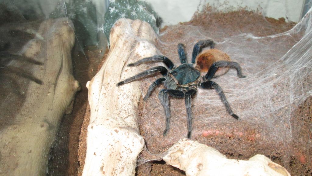 C.Cyanpubescens