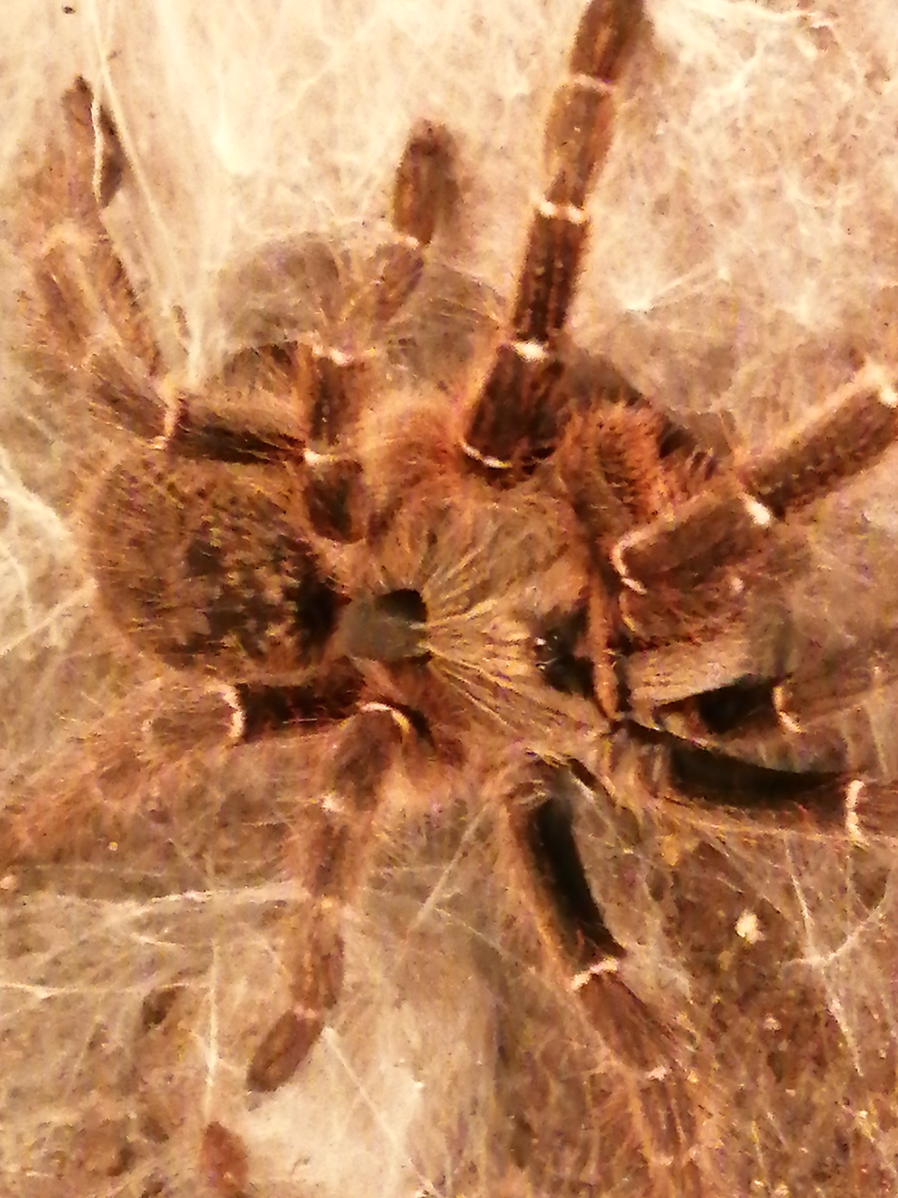 C. Darlinghi