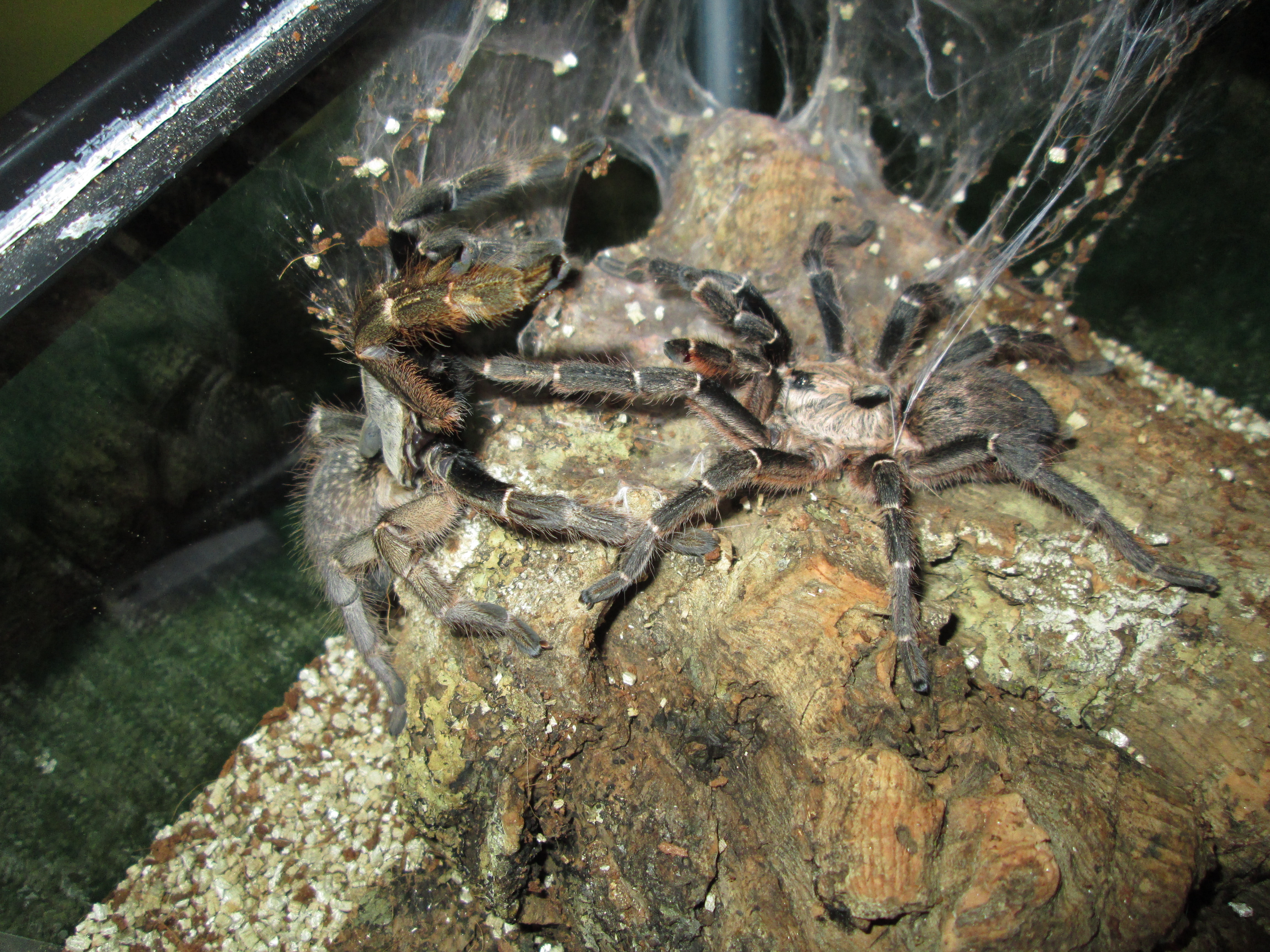 C.Darlingi 1st pairing 7/25/13