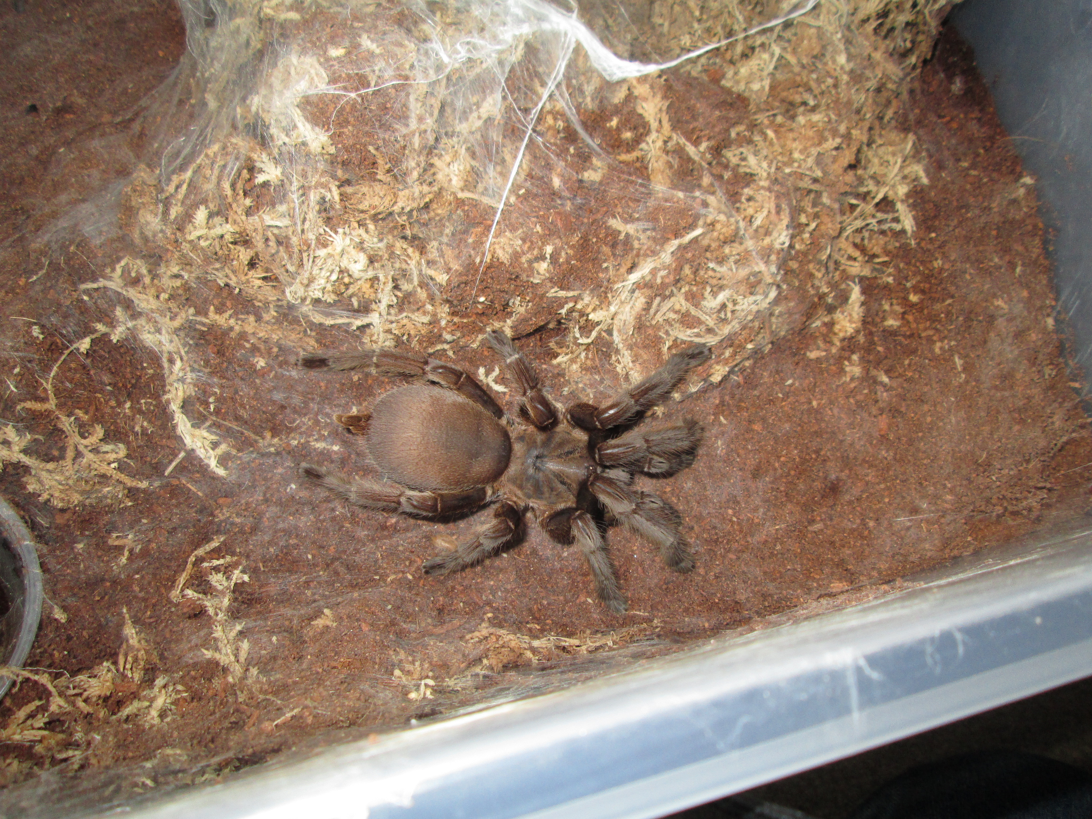 C.Dyscolus