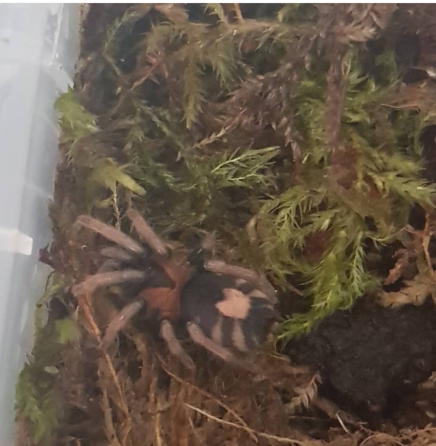 C.Elegans