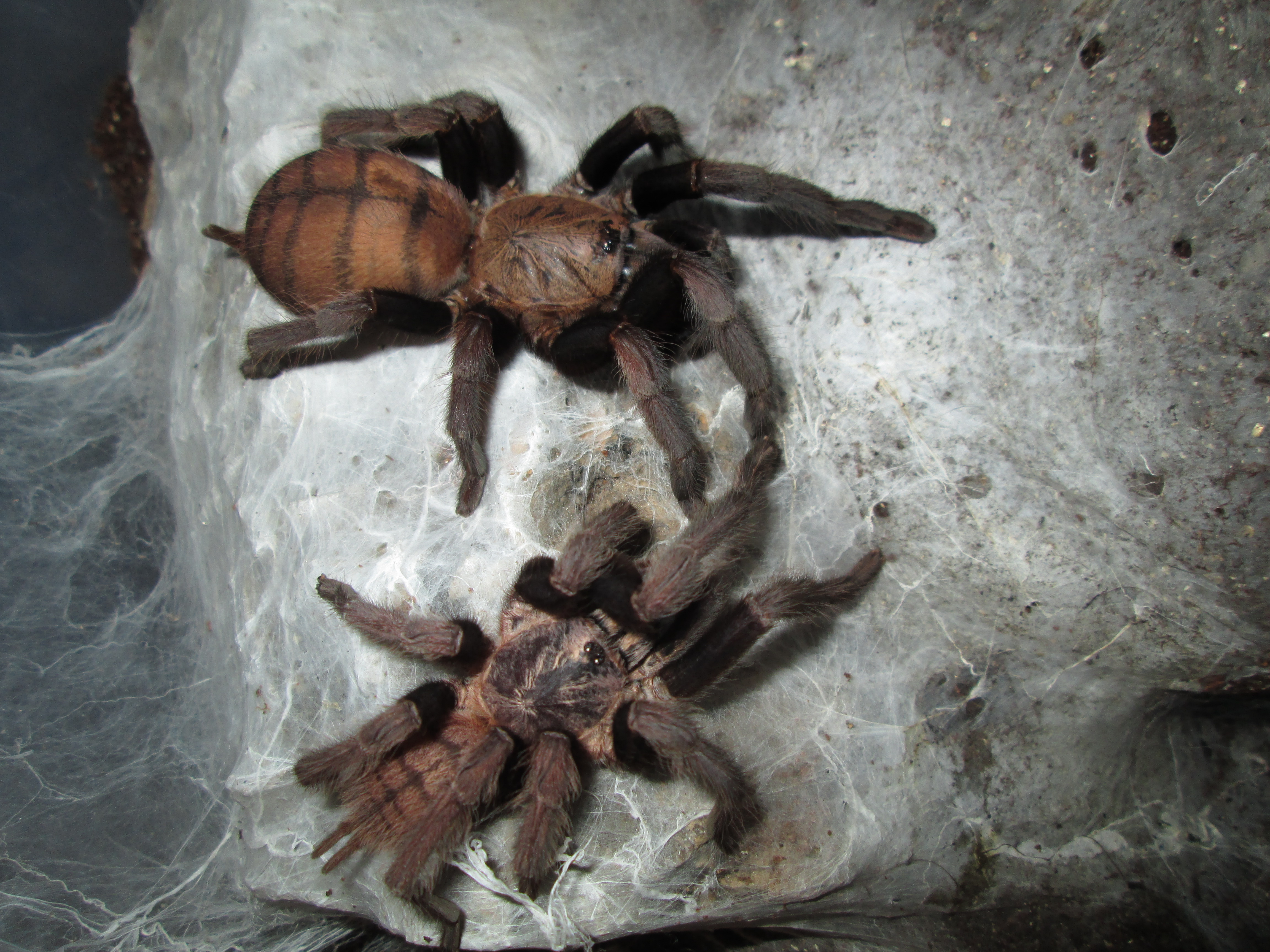 C.Fimbriatus