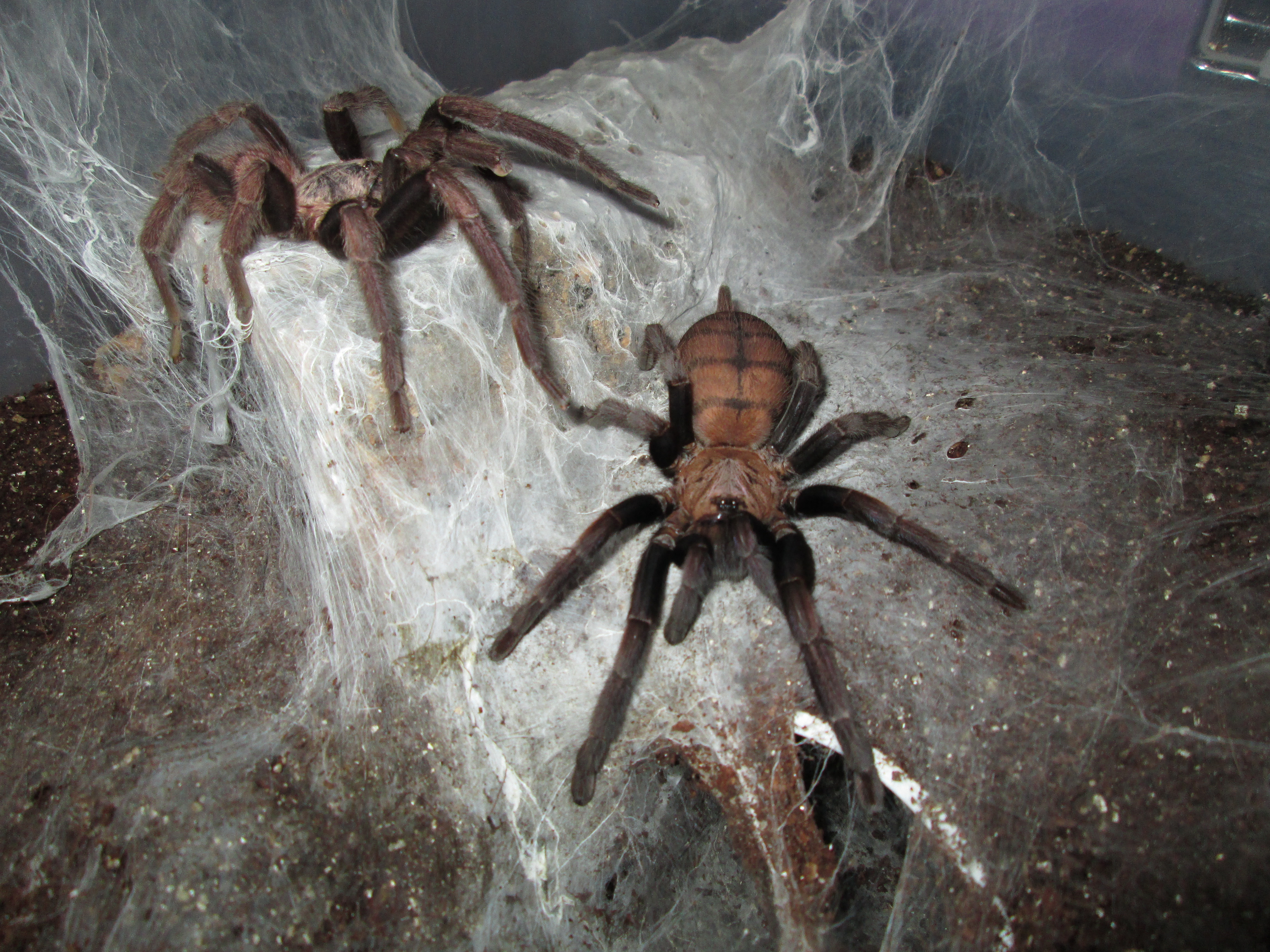 C.Fimbriatus