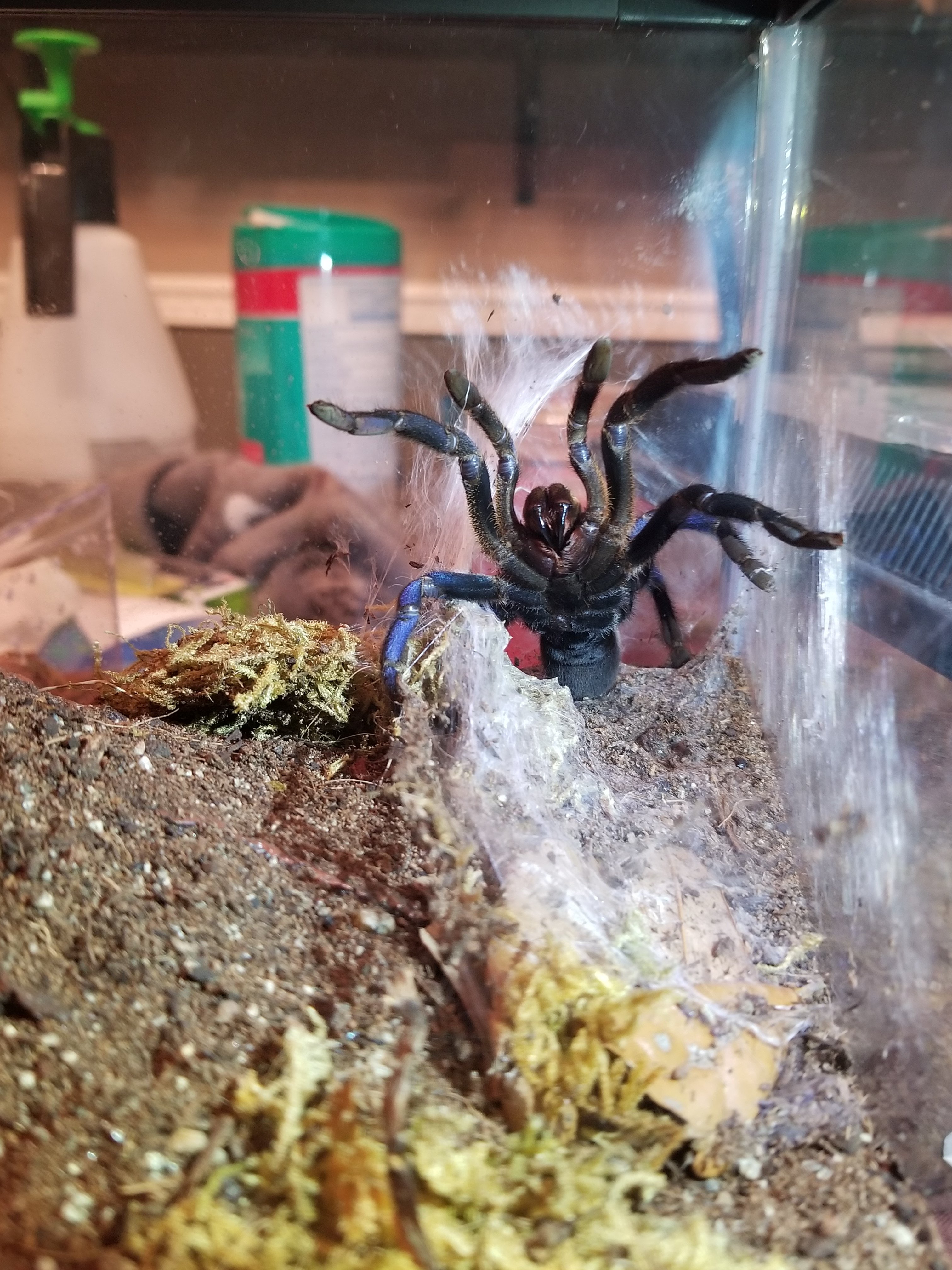 C. Lividum