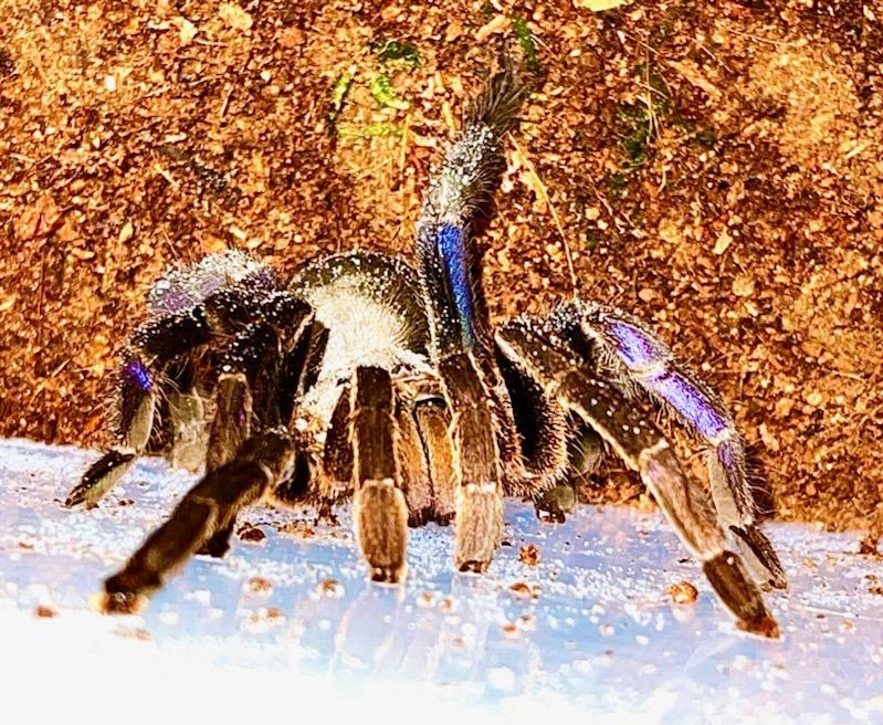 C. lividus Juvenile Female