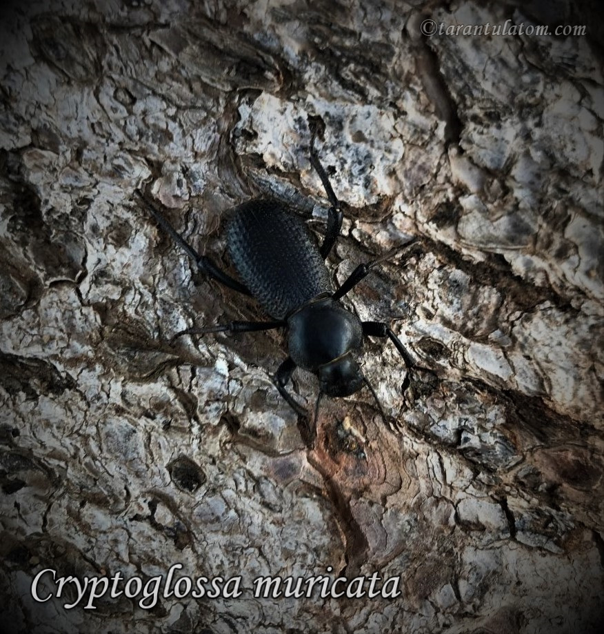 C. muricata