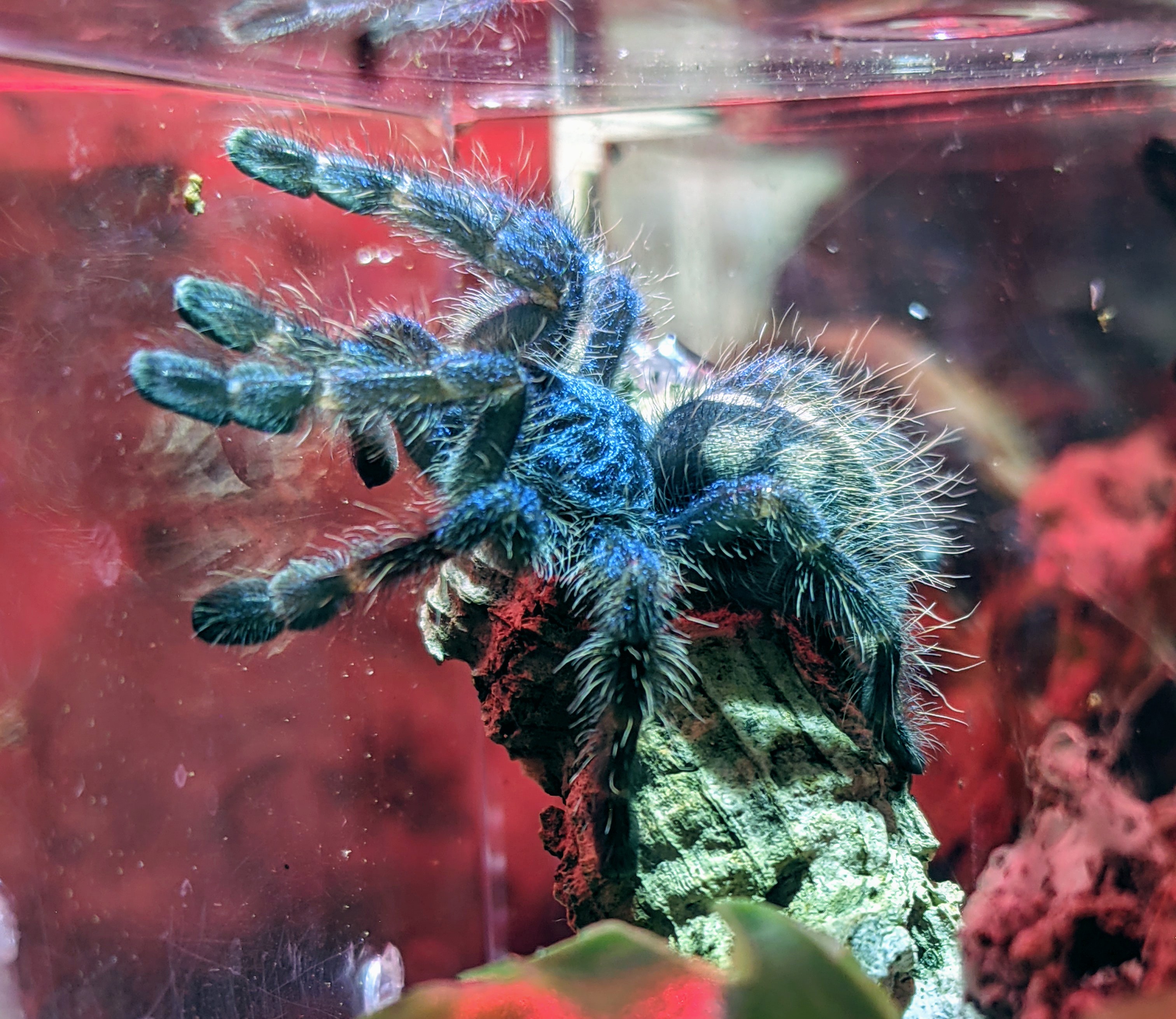 C versi hanging out after rehousing